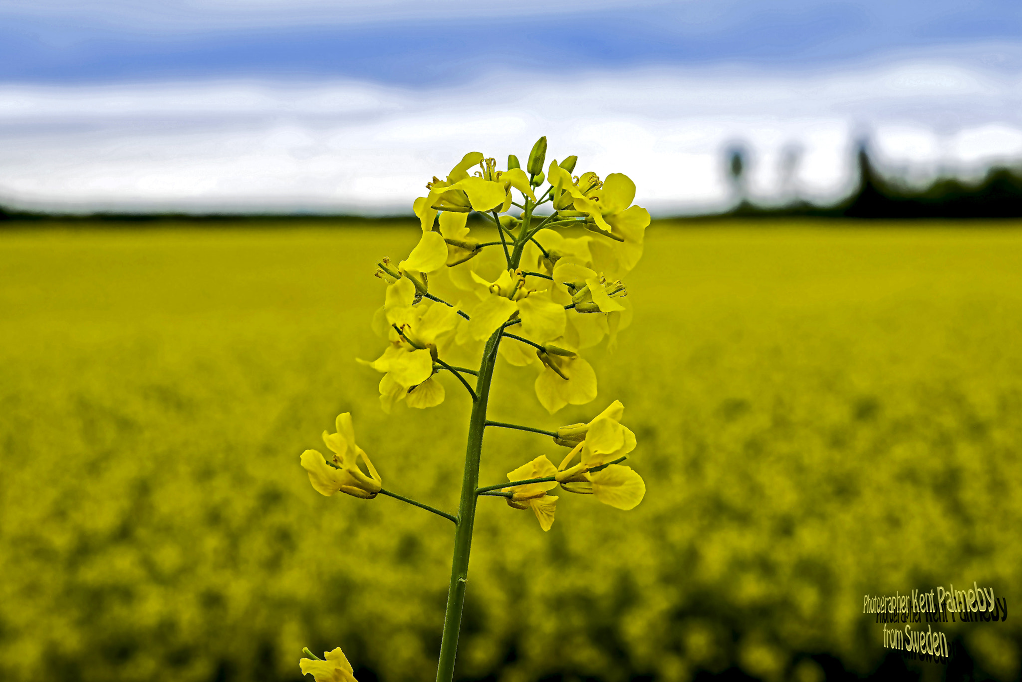 Tamron SP 24-70mm F2.8 Di VC USD sample photo. Rapeseed,intorsåker,sweden photography