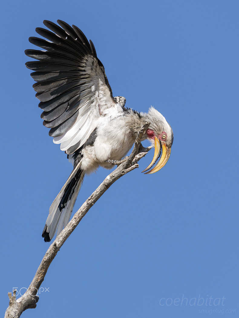 Nikon D800 sample photo. Displaying southern yellow billed hornbill photography