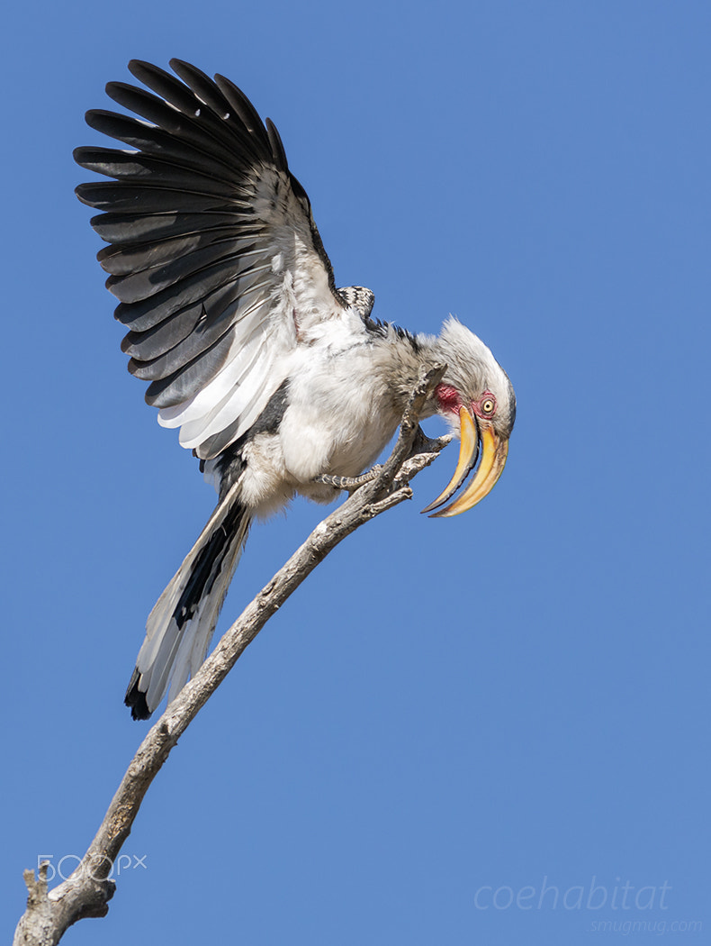 Nikon AF-S Nikkor 200-400mm F4G ED-IF VR sample photo. Displaying southern yellow billed hornbill photography