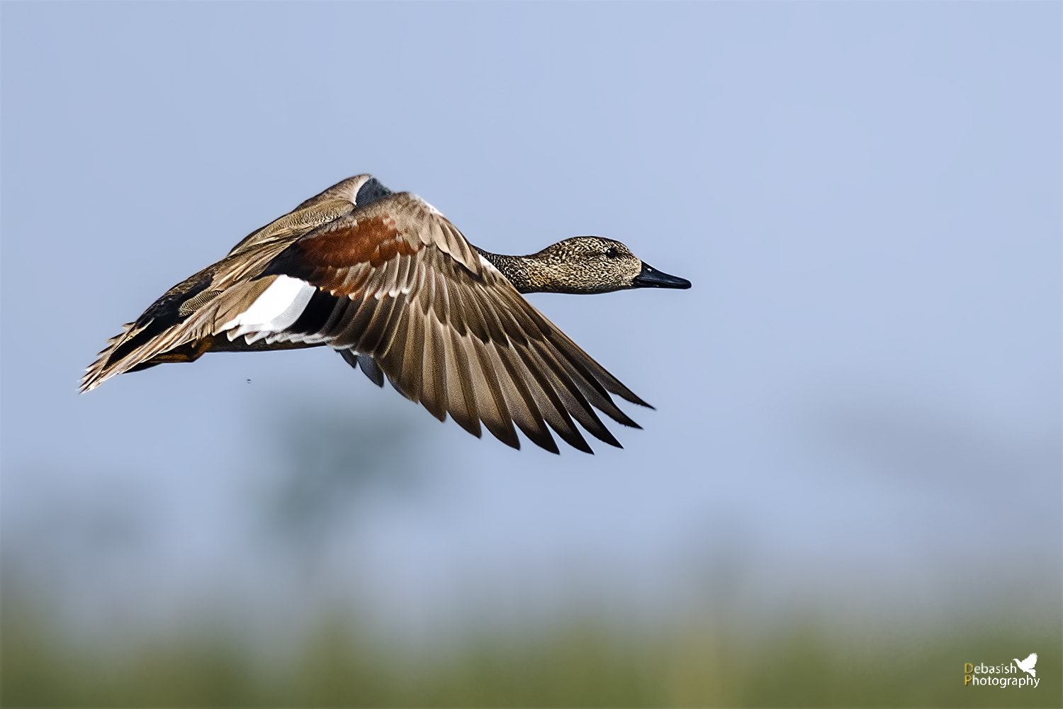 Nikon D7000 sample photo. Gadwall photography