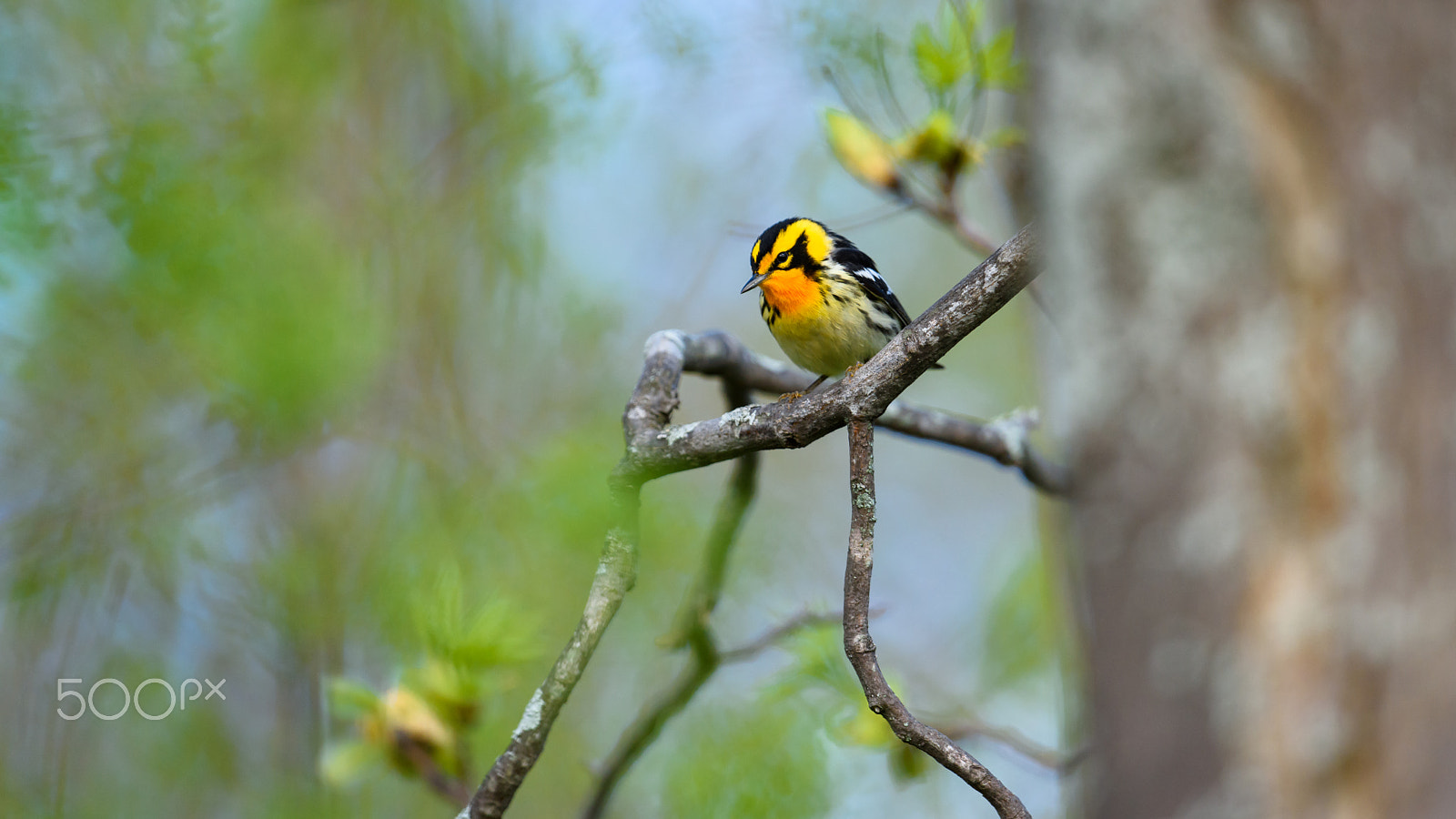 Nikon D810 + Nikon AF-S Nikkor 500mm F4G ED VR sample photo. Blackburnian warbler photography
