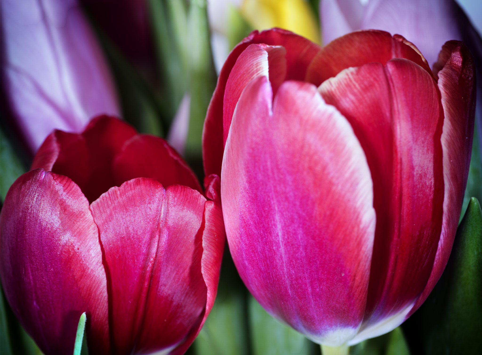 Panasonic Leica DG Macro-Elmarit 45mm F2.8 ASPH OIS sample photo. Tulpe photography