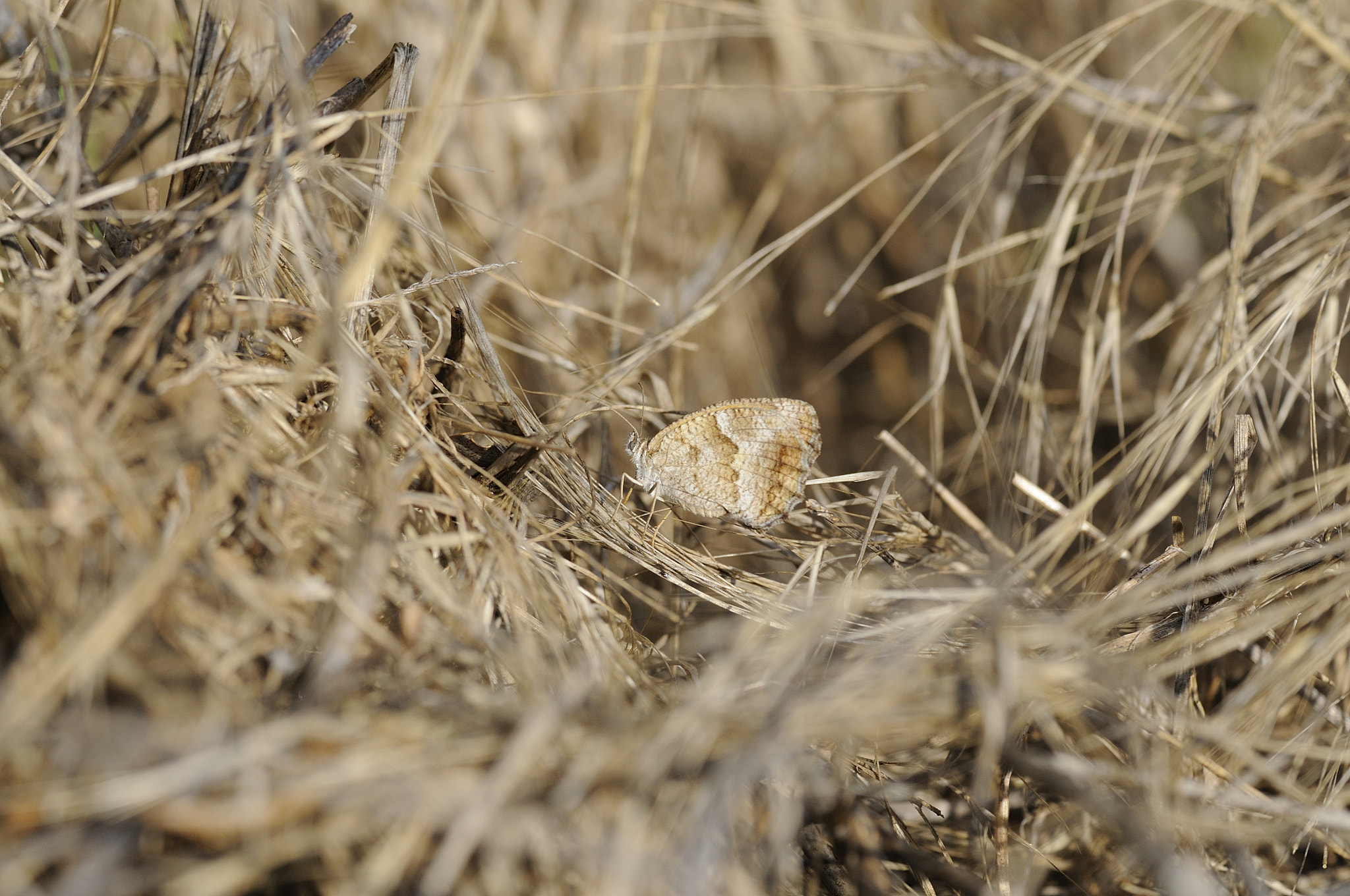 Nikon D300 sample photo. Camouflage butterfly photography