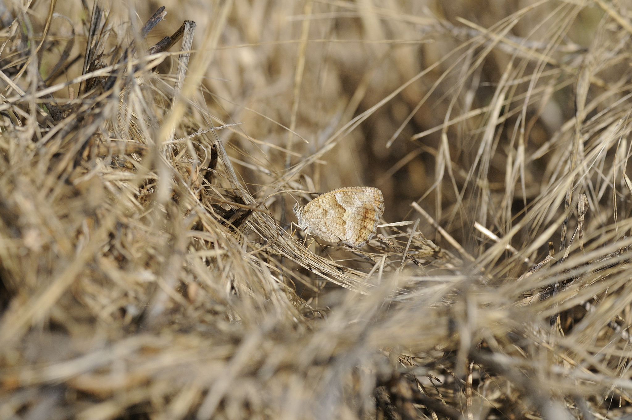 Sigma APO Macro 180mm F3.5 EX DG HSM sample photo. Camouflage butterfly photography