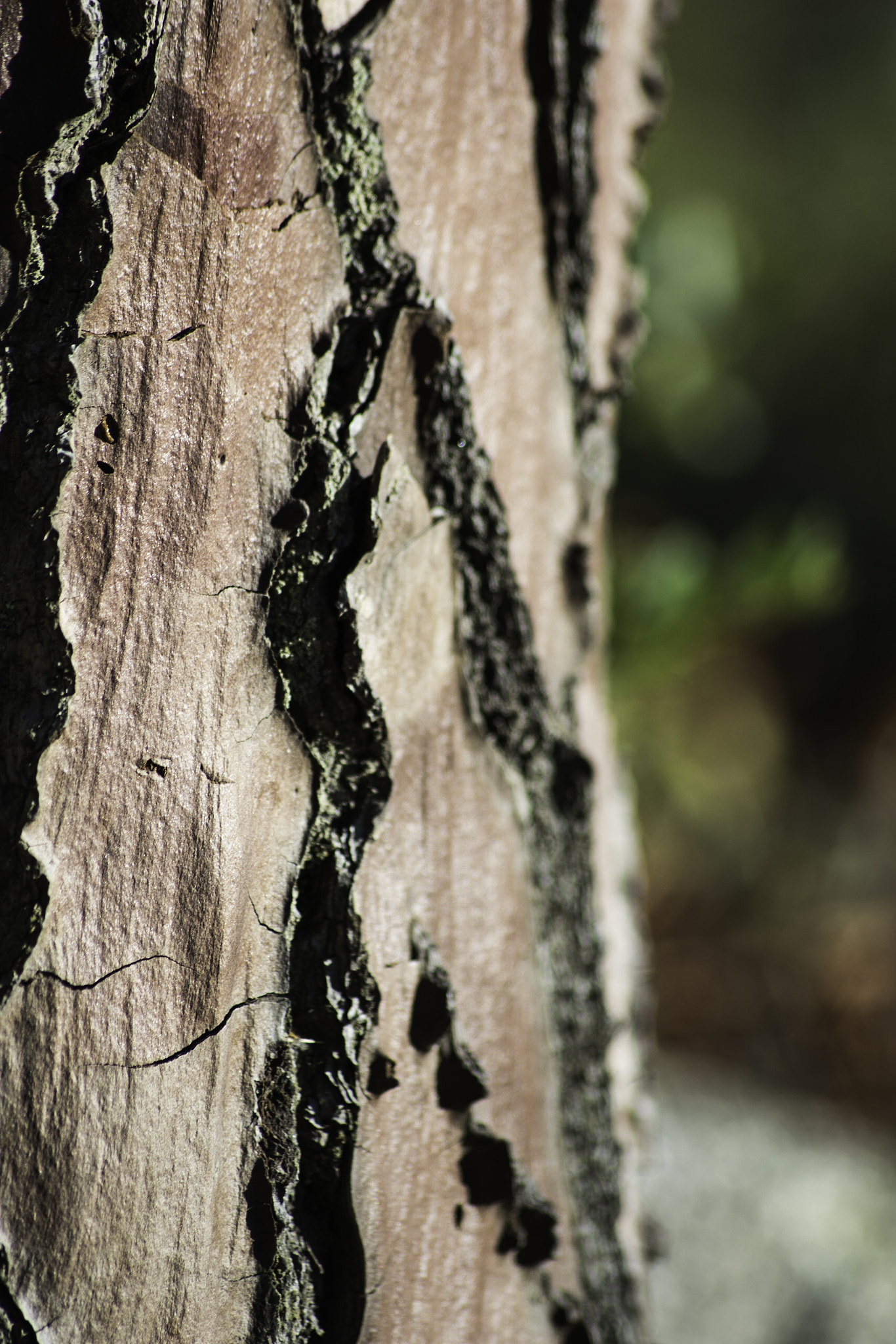 Sigma 70-300mm F4-5.6 APO DG Macro sample photo. Pinie photography
