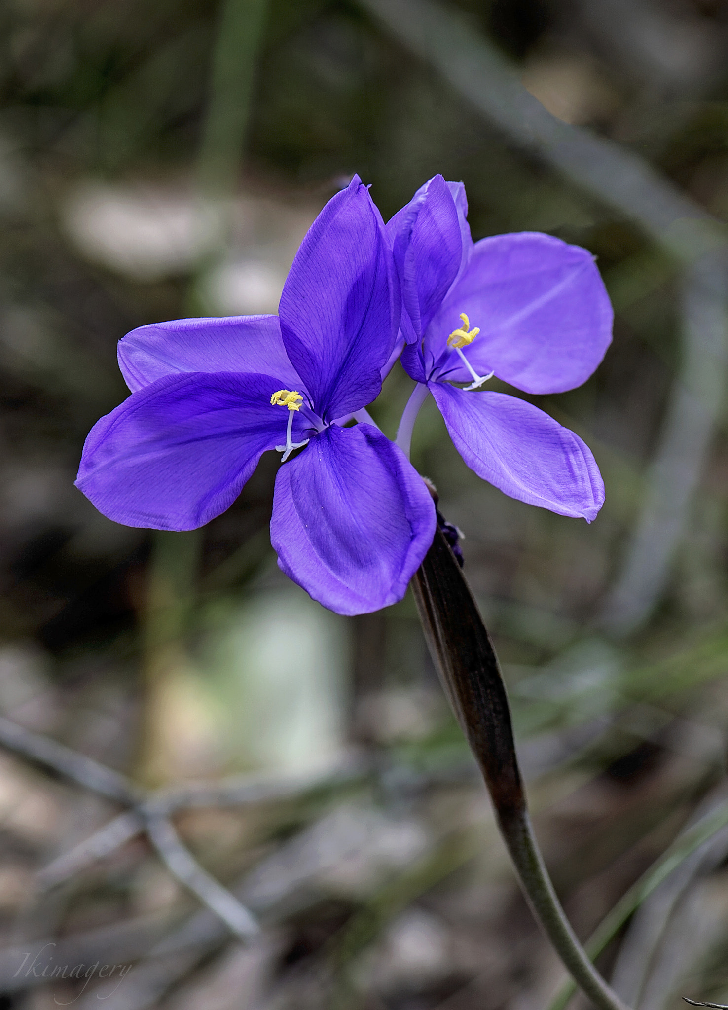 Nikon D4 sample photo. Wa purple flag photography