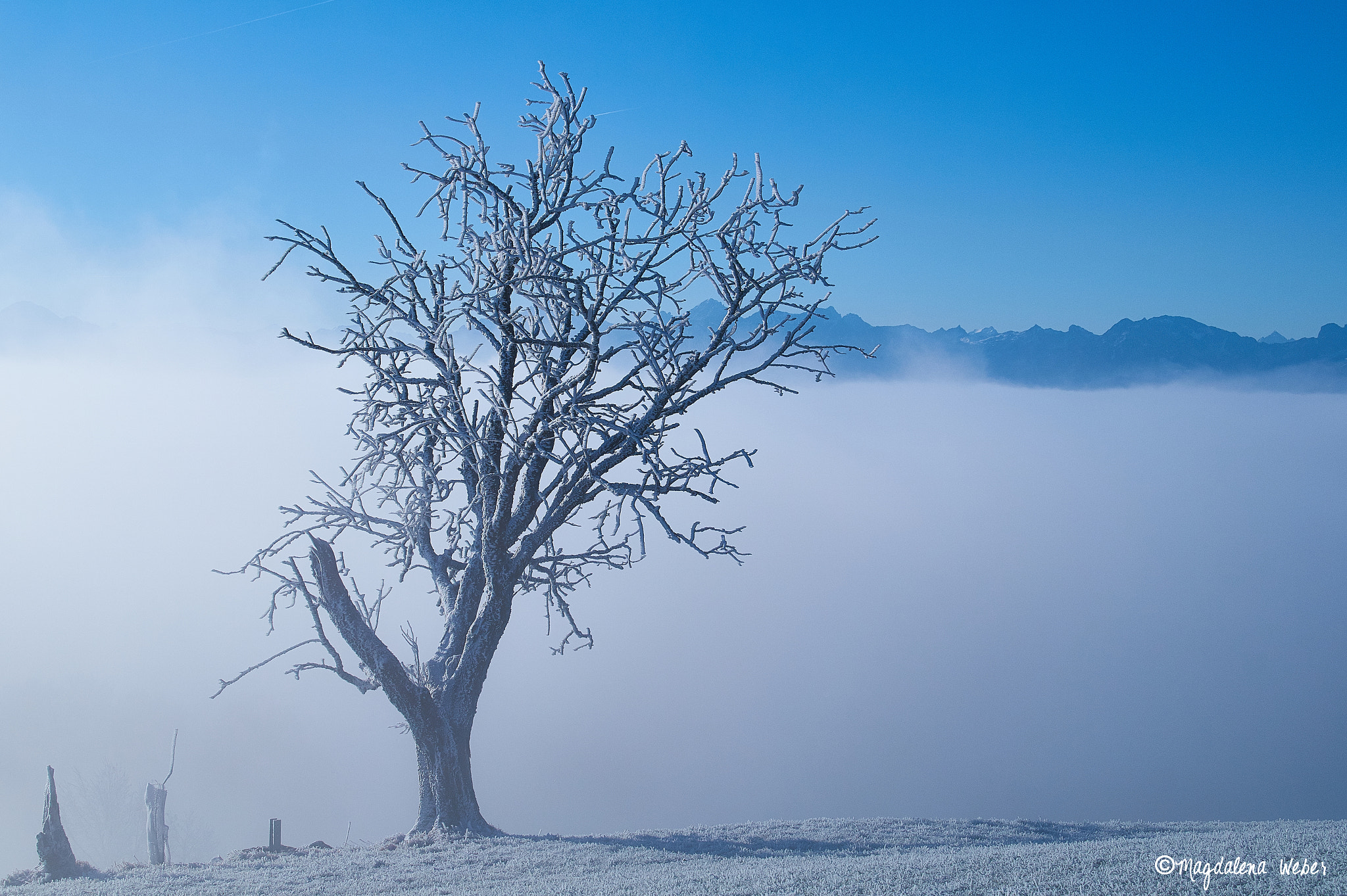 Sony DT 18-200mm F3.5-6.3 sample photo. Frosty day photography