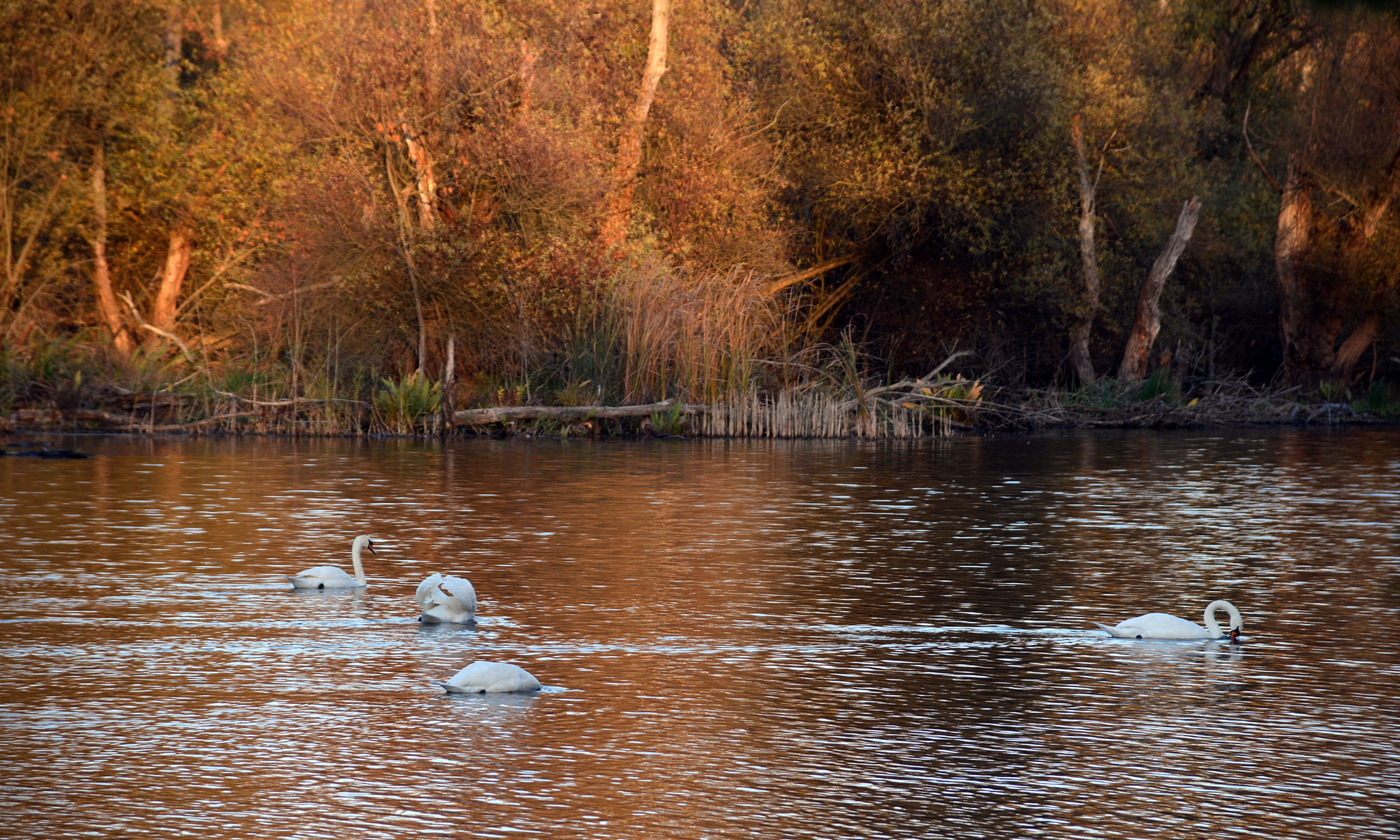 Nikon D7100 + Sigma 18-125mm F3.8-5.6 DC HSM sample photo. Készl photography