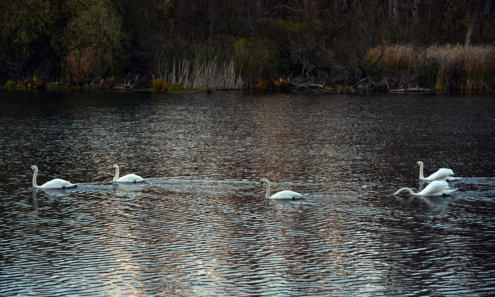 Nikon D7100 + Sigma 18-125mm F3.8-5.6 DC HSM sample photo. Kész photography