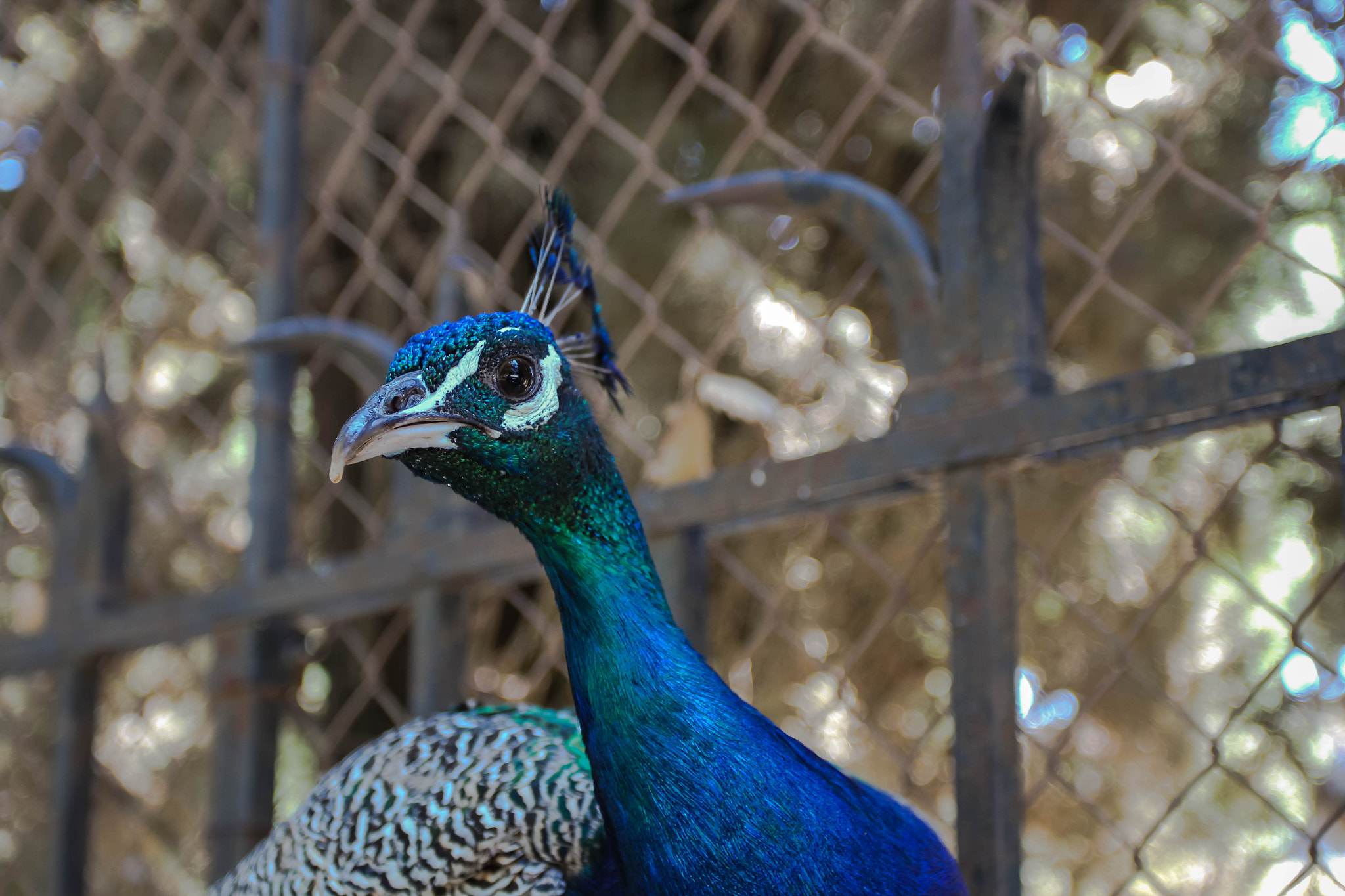 Canon EOS 550D (EOS Rebel T2i / EOS Kiss X4) + Canon EF 17-40mm F4L USM sample photo. Pavo cristatus photography