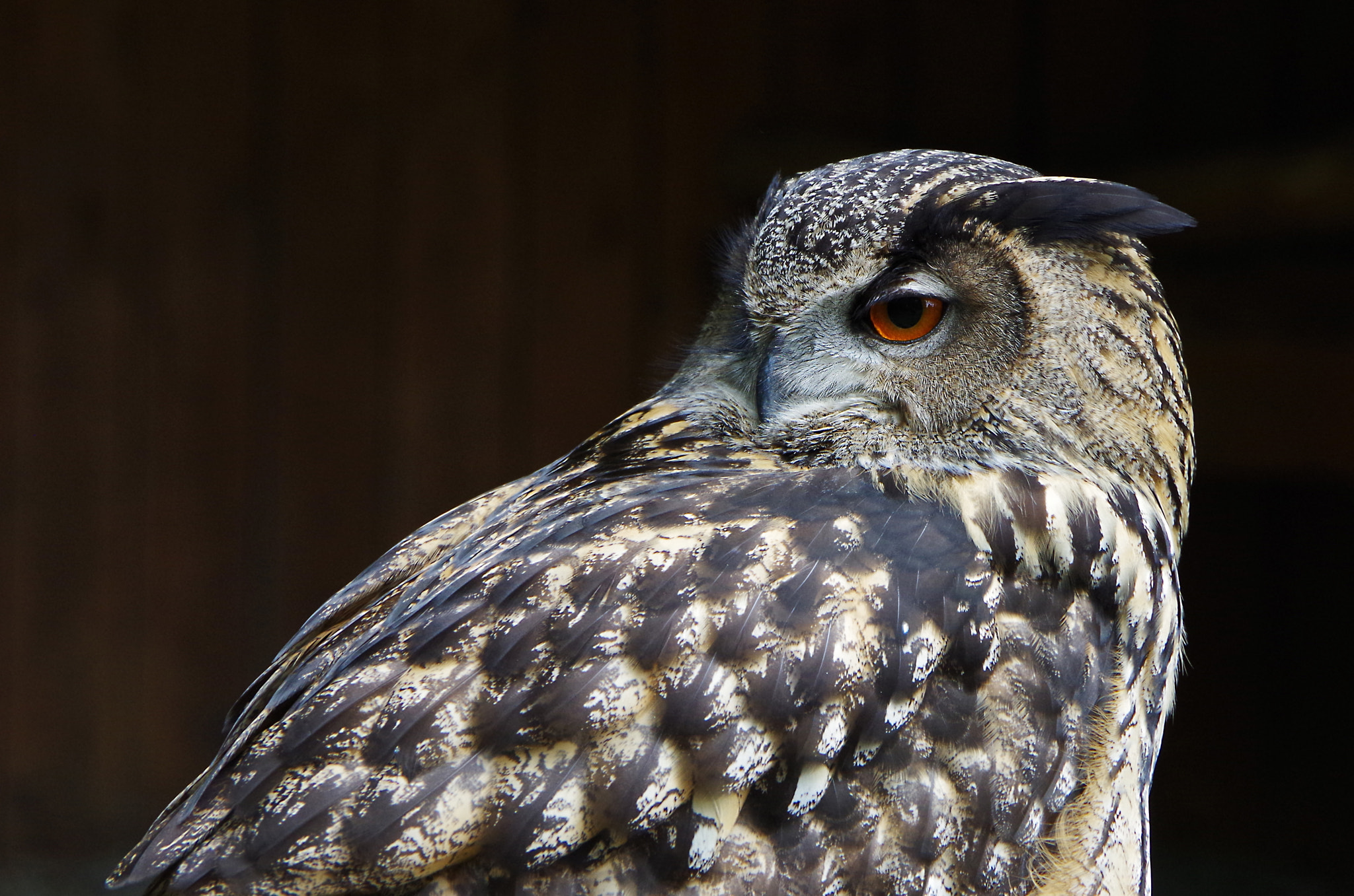 Pentax K-50 sample photo. Eule im wildtierpark edersee photography