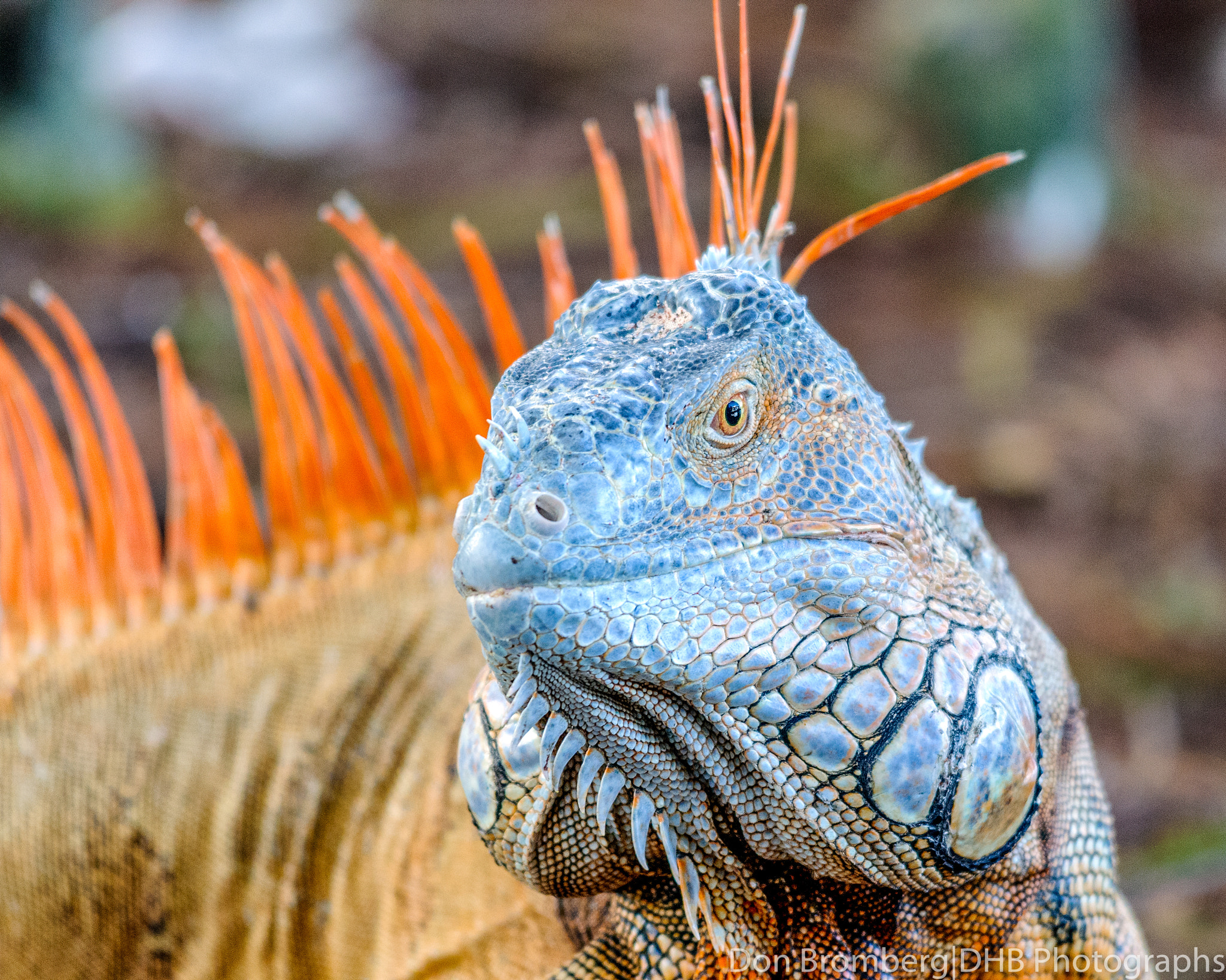 Sigma 150-500mm F5-6.3 DG OS HSM sample photo. Orange iquana photography