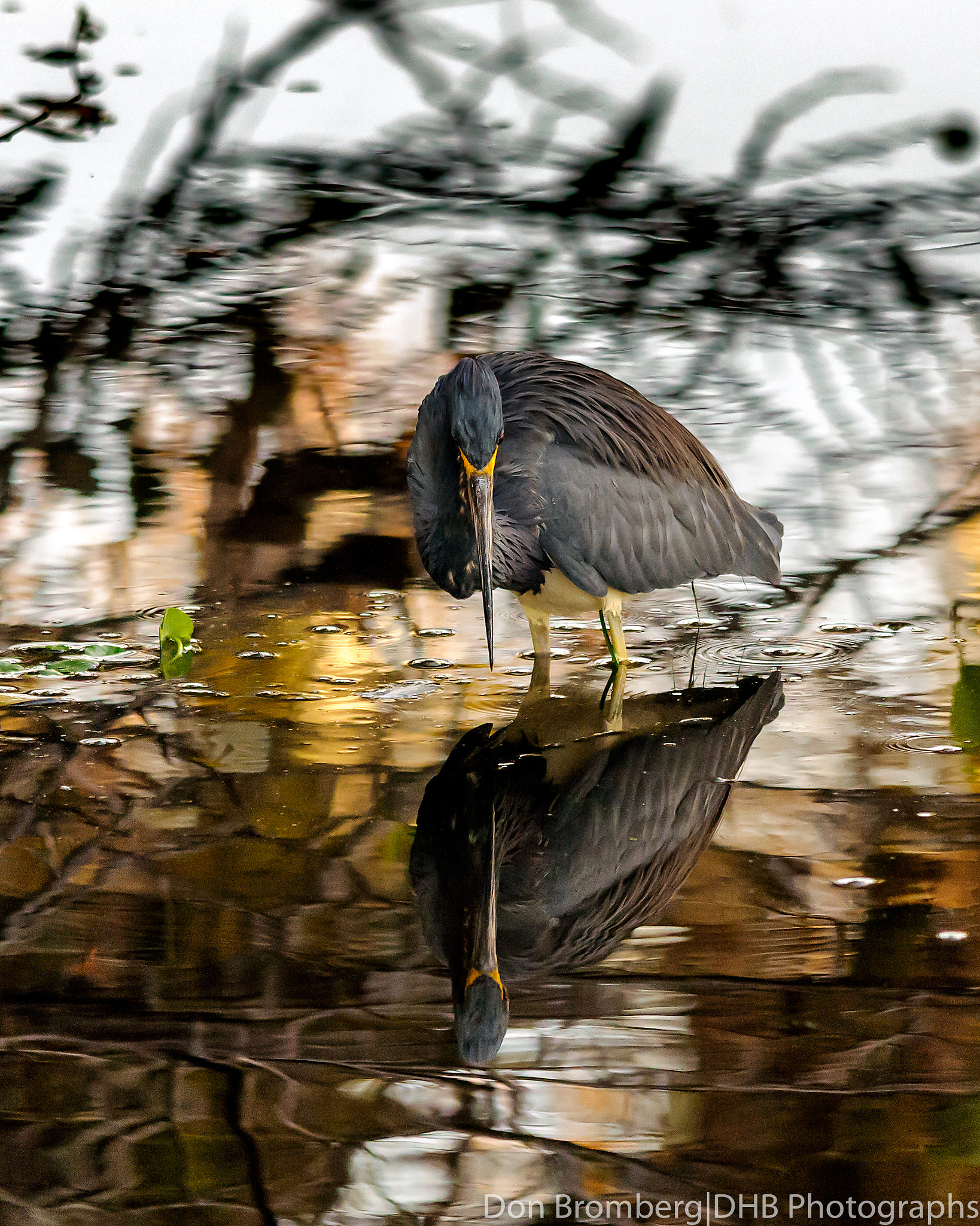 Nikon D300S sample photo. Tri-colored heron in reflection ! photography