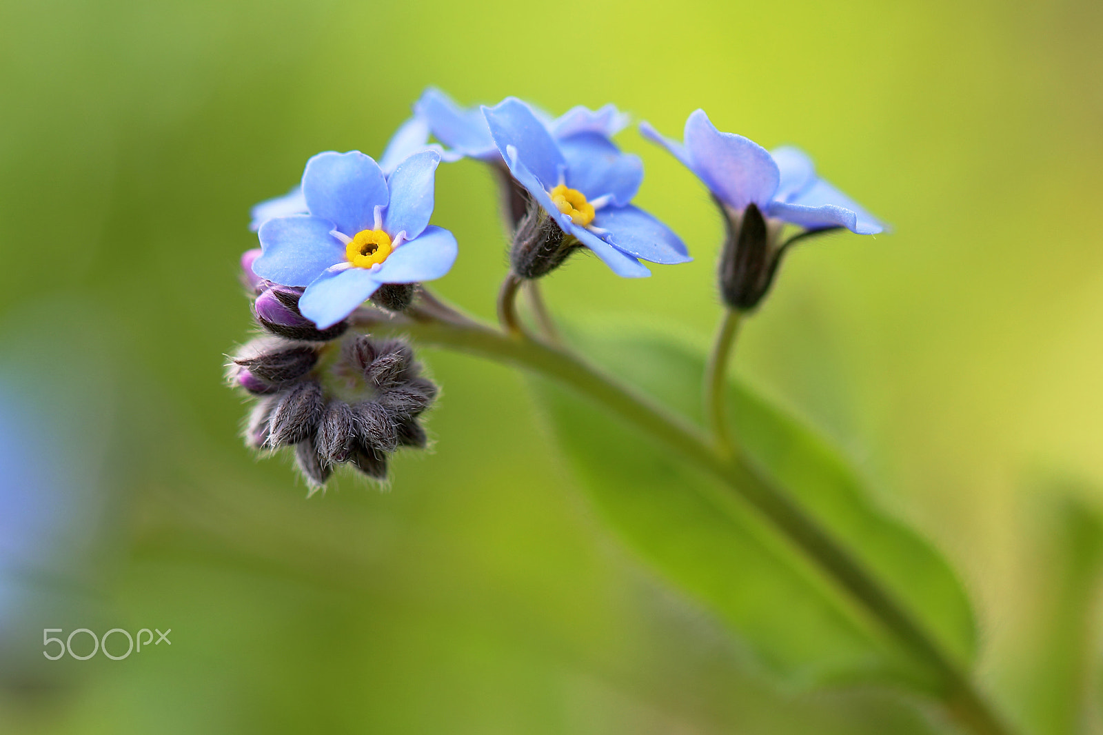 Canon EF 100mm F2.8 Macro USM sample photo. Forget-me-nots flowers photography