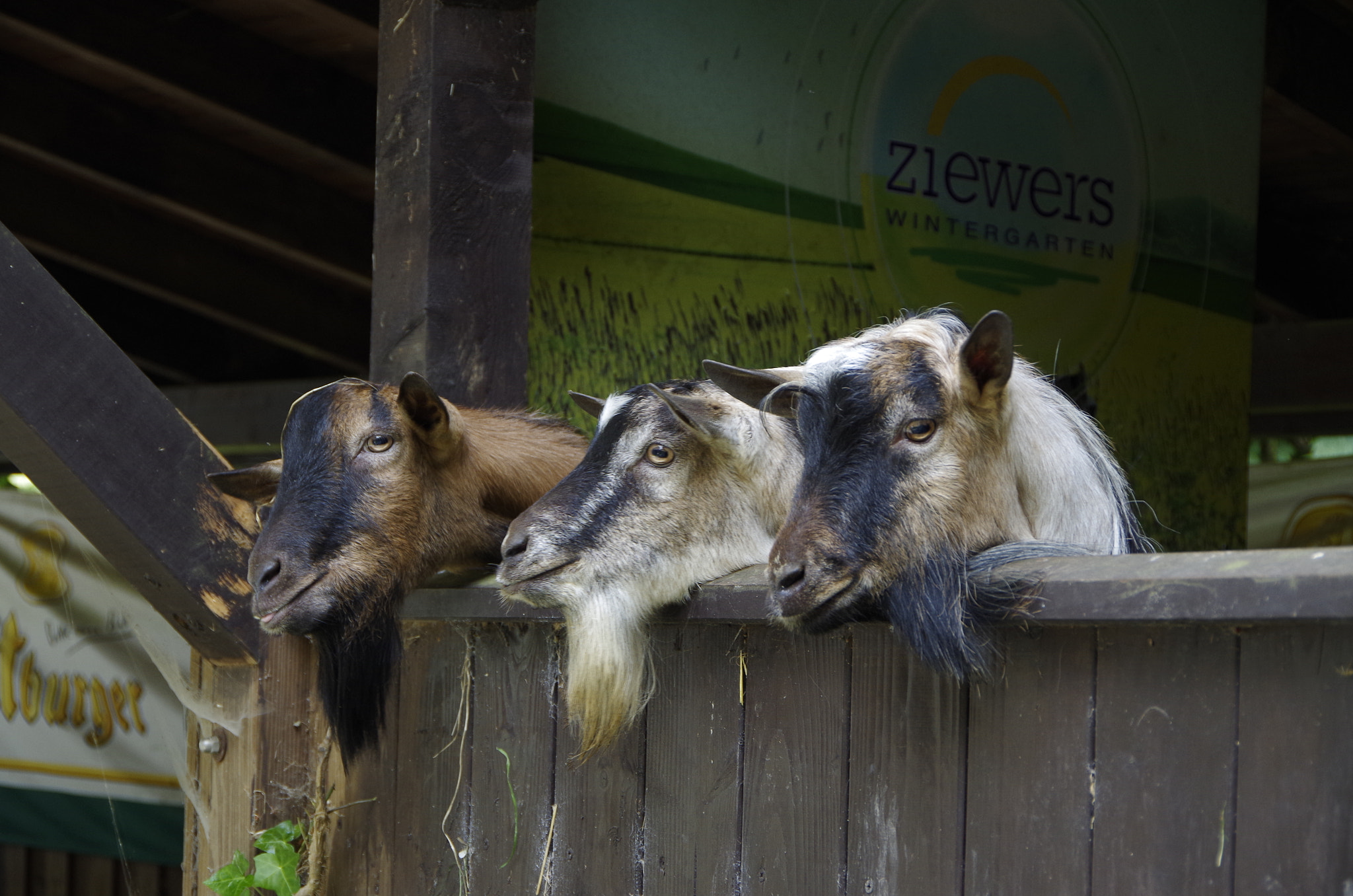 Pentax K-50 sample photo. Ziegen im tal der wilden endert photography