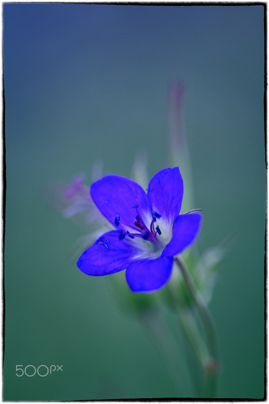 Sigma APO Macro 150mm f/2.8 EX DG HSM sample photo. Pastel flower photography