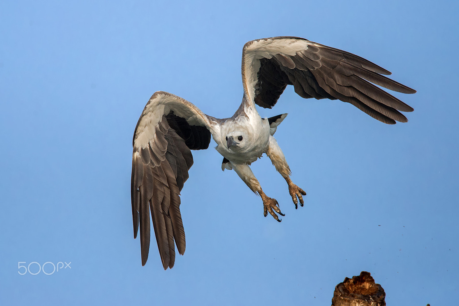 Nikon D610 + Nikon AF-S Nikkor 300mm F4D ED-IF sample photo. I want to breakfree photography