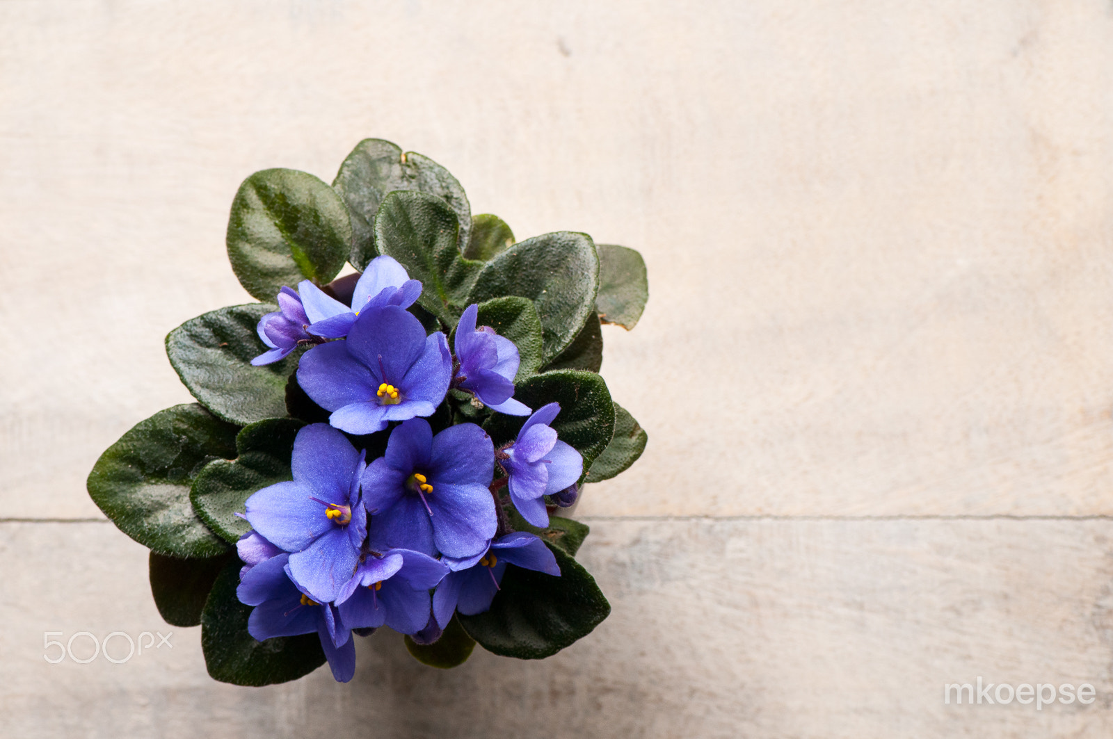 Nikon AF-S Micro-Nikkor 105mm F2.8G IF-ED VR sample photo. Violets are blue photography