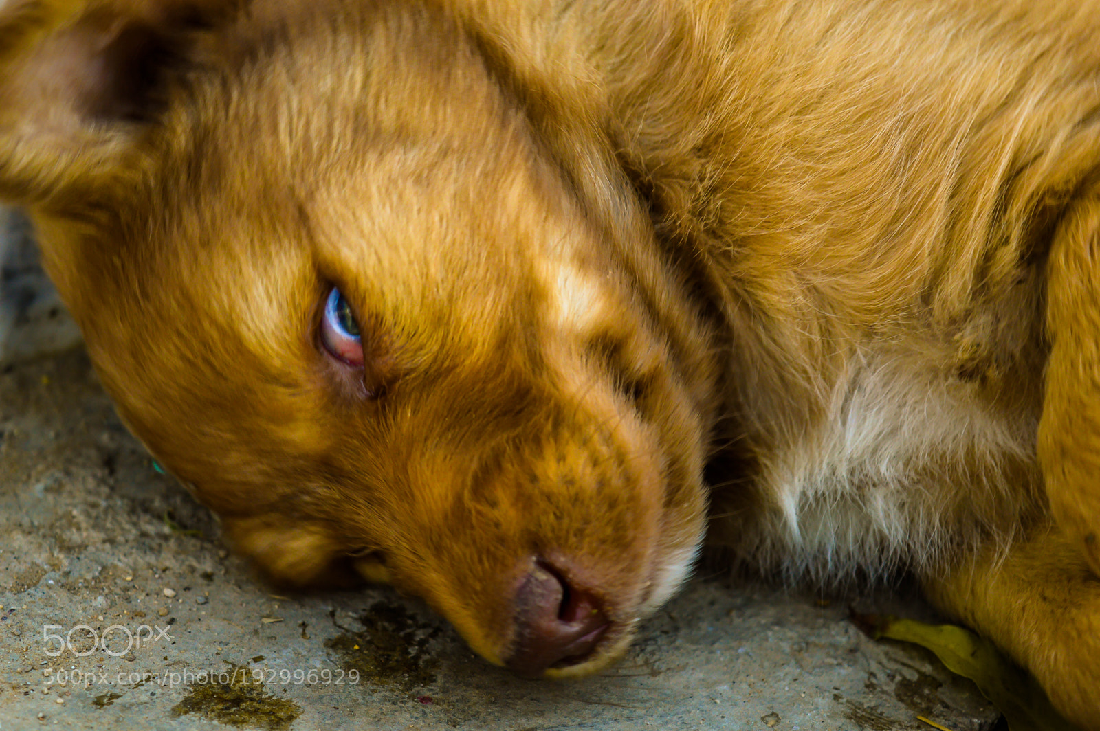 Nikon D3200 sample photo. Puppy photography