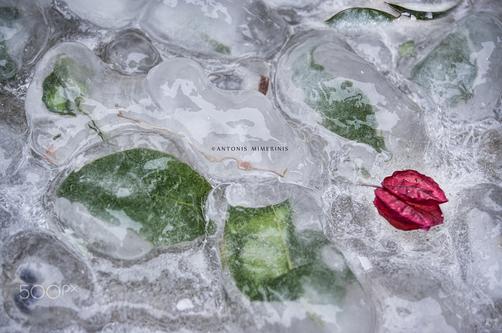 Pentax K-3 sample photo. Flower out of the ice photography