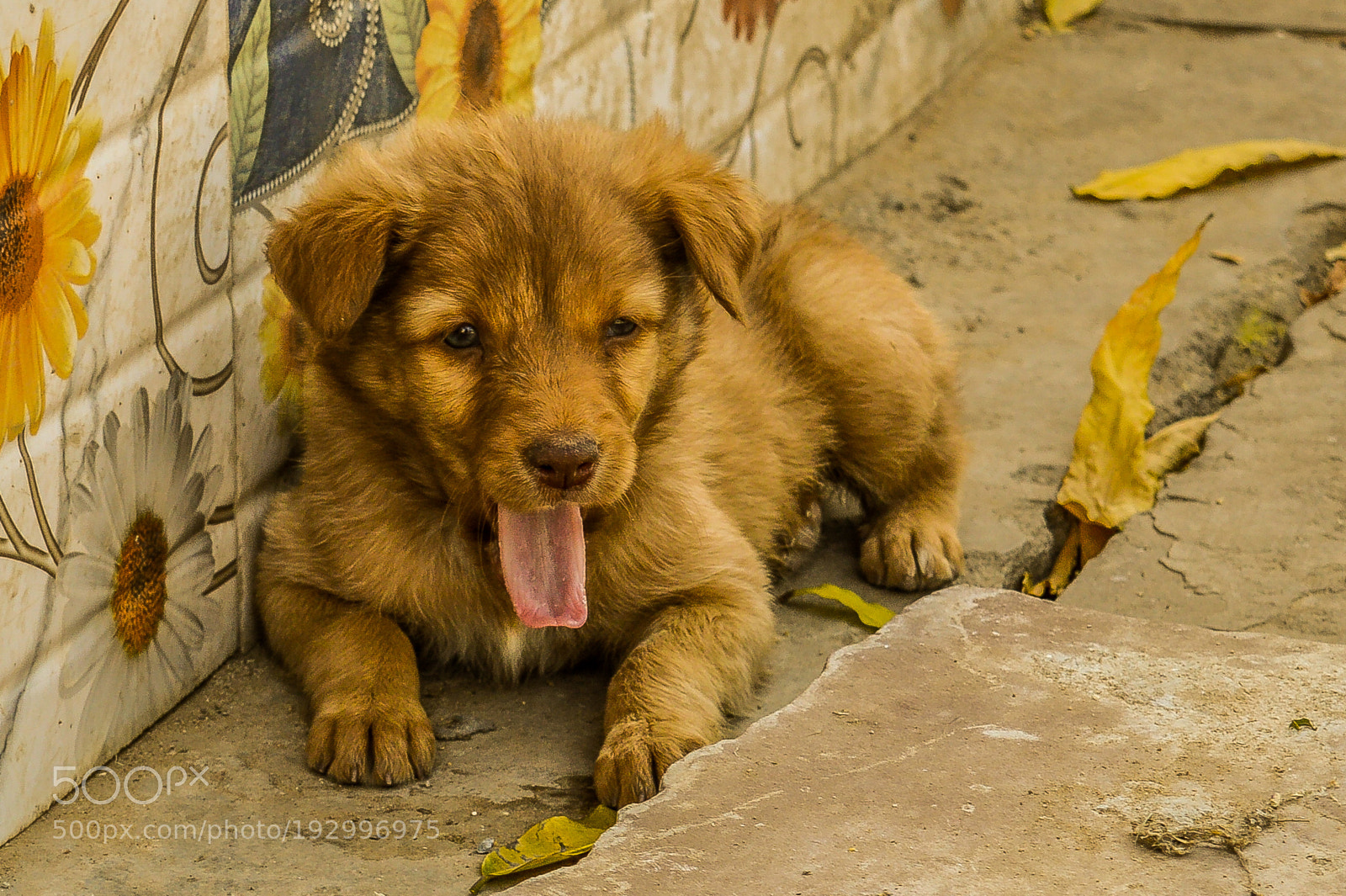 Nikon D3200 sample photo. Puppy photography