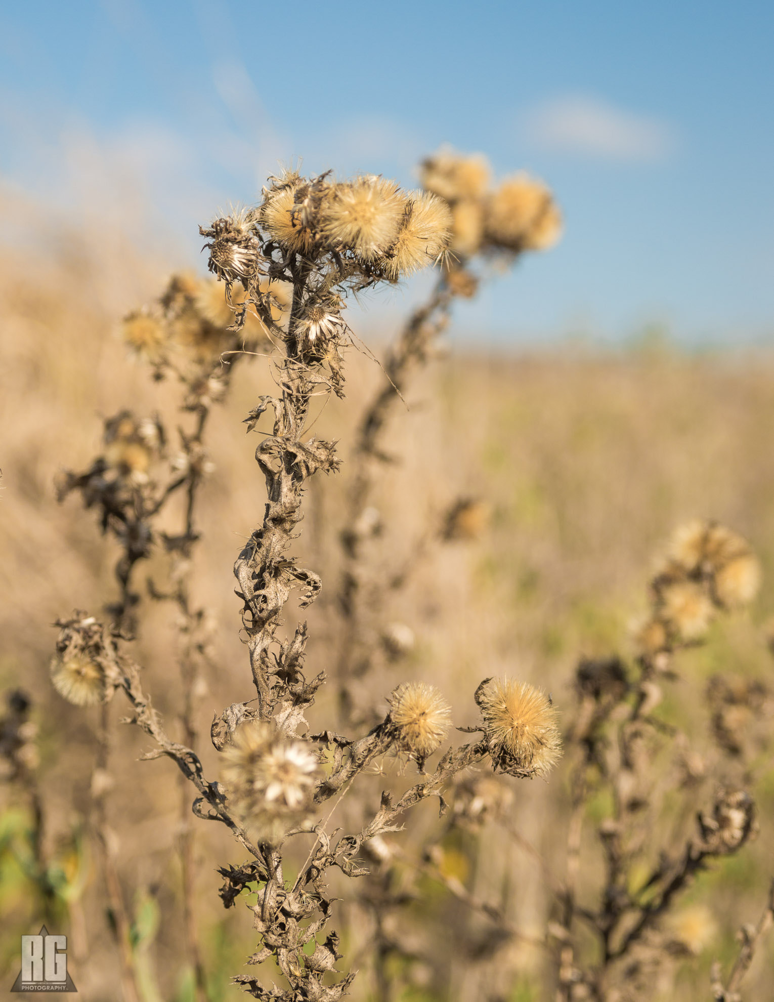 Nikon D3200 sample photo. Texas "flowers" photography