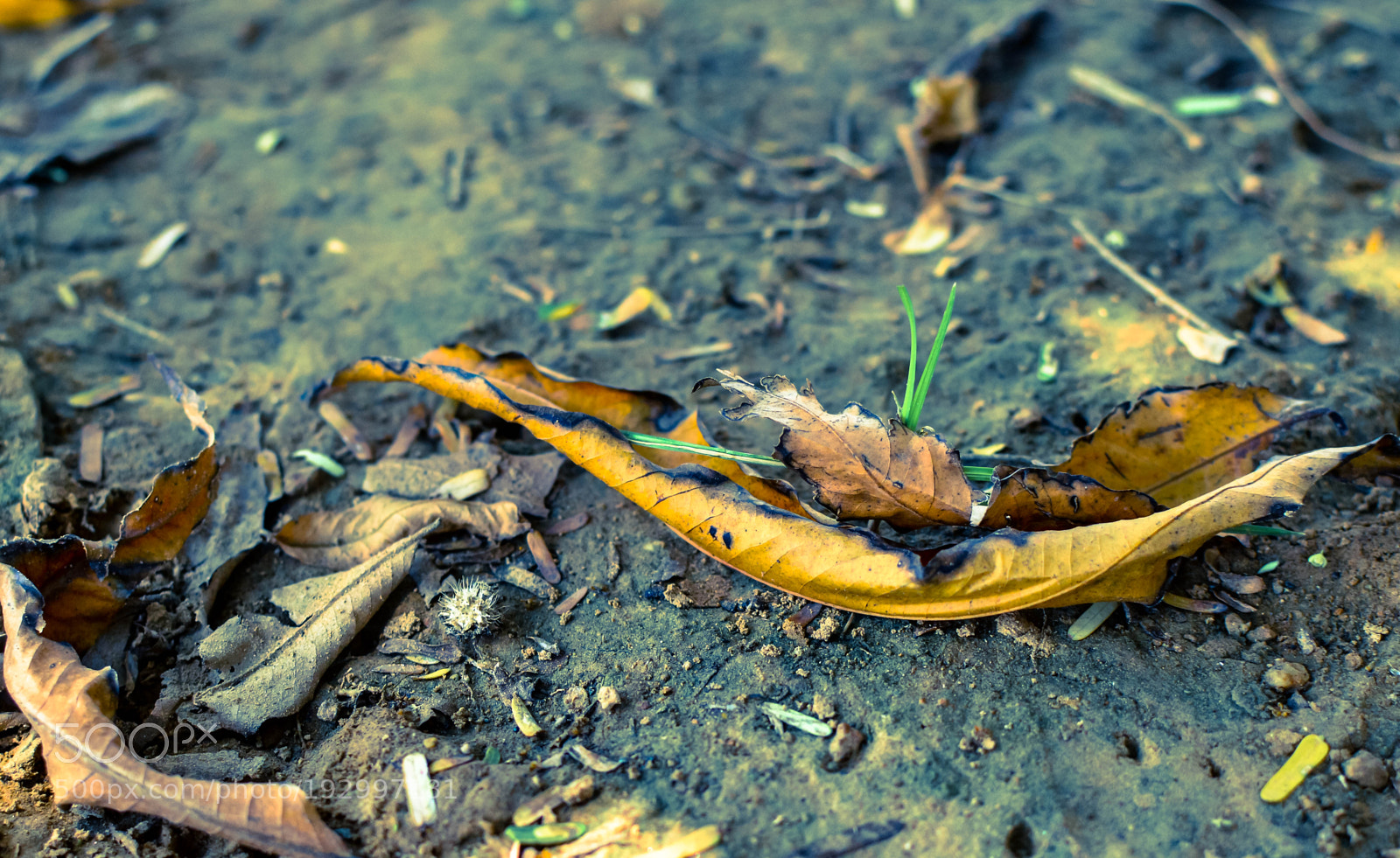 Nikon D3200 sample photo. Decade photography