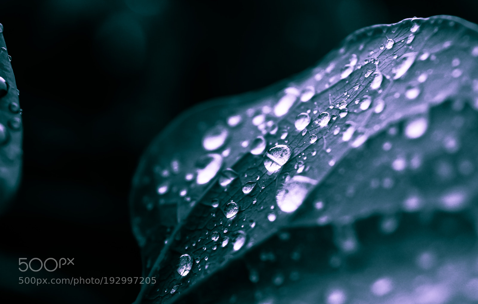 Nikon D3200 sample photo. Water drops photography