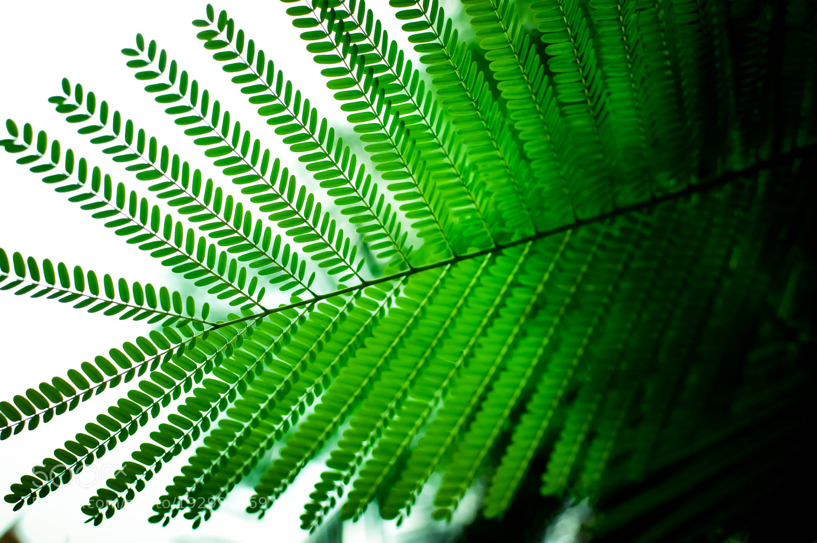 Nikon D3200 sample photo. Leaves photography