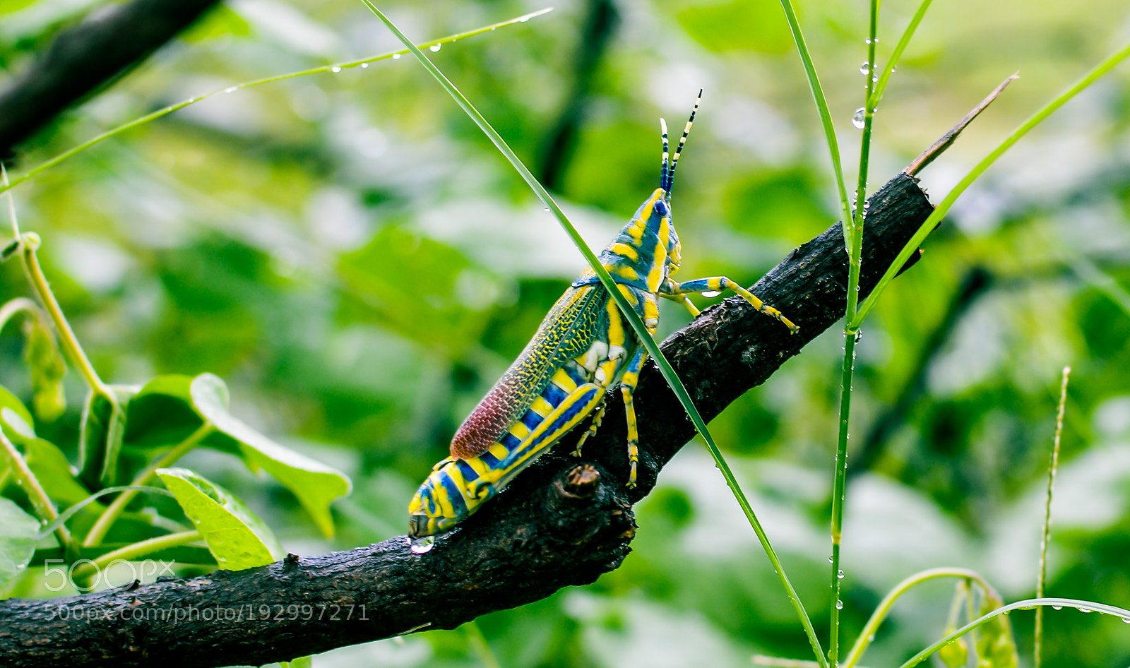 Nikon D3200 sample photo. Grasshopper photography
