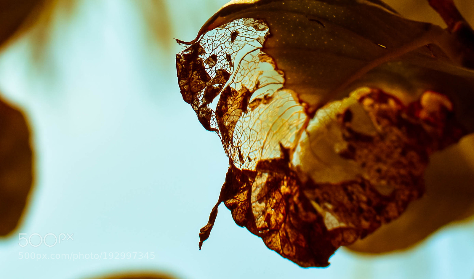 Nikon D3200 sample photo. Life & death photography