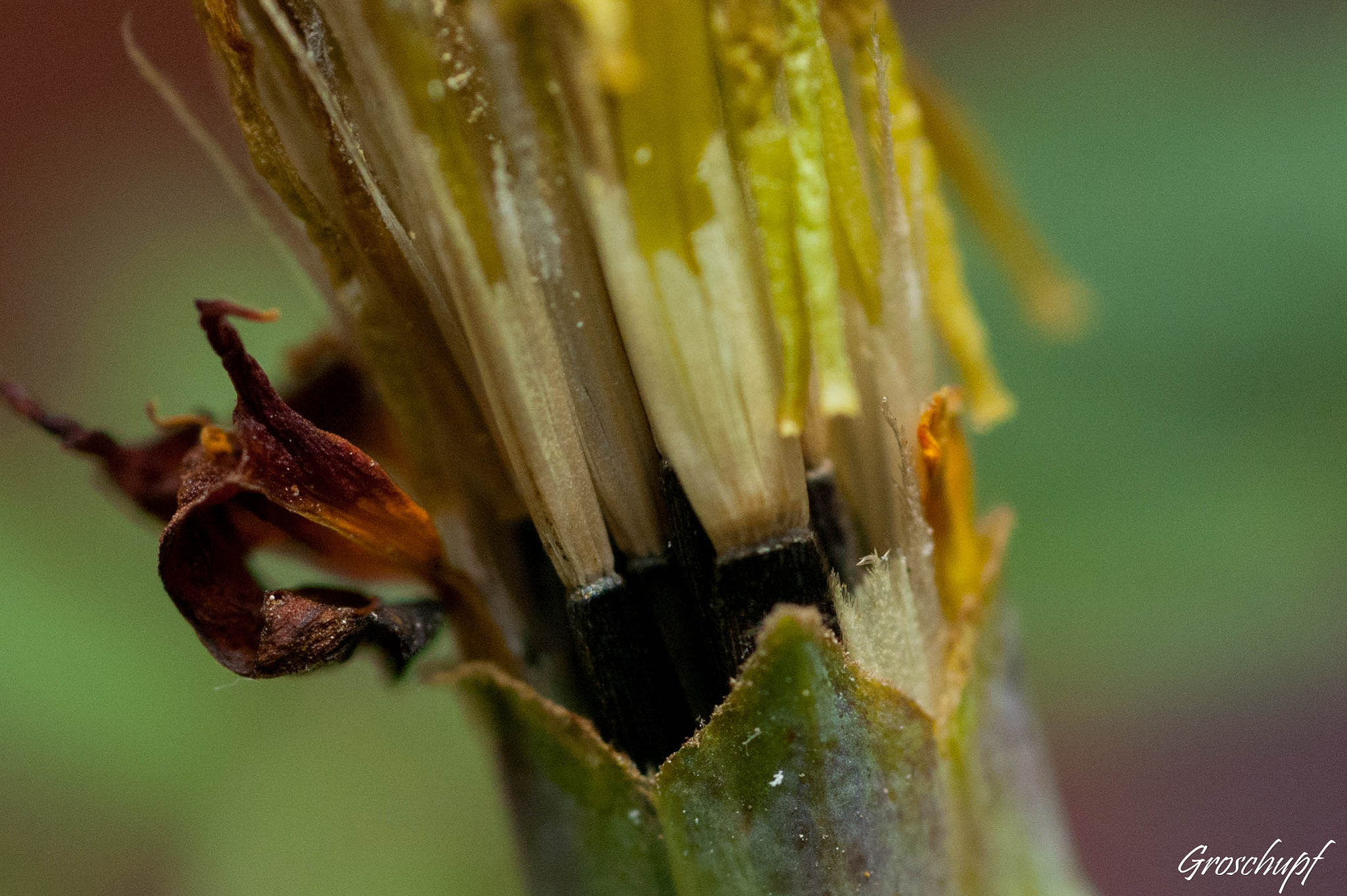 Nikon D40 sample photo. Tagetes seed photography