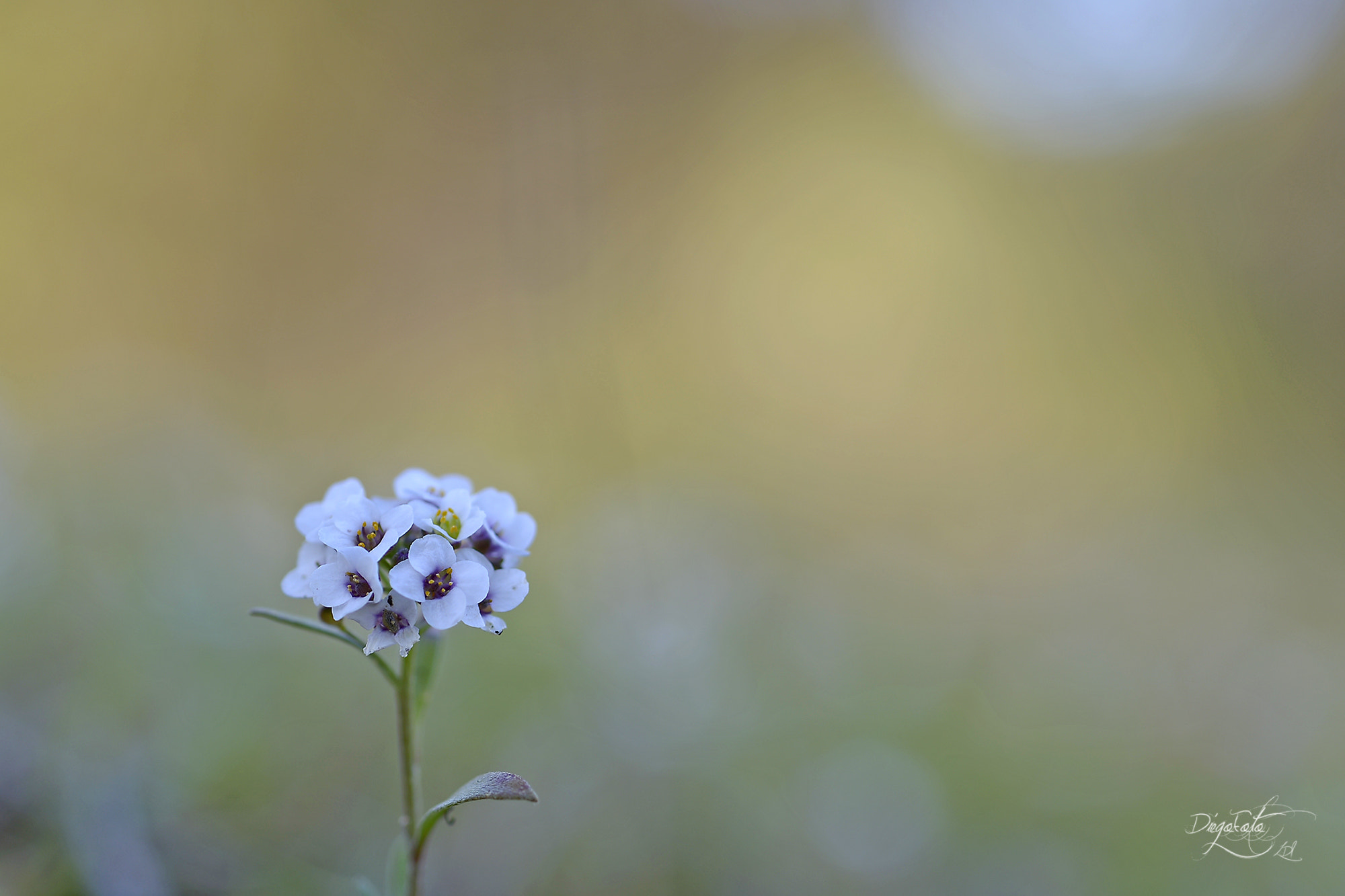 Nikon D610 + Nikon AF Micro-Nikkor 60mm F2.8D sample photo. Flor photography