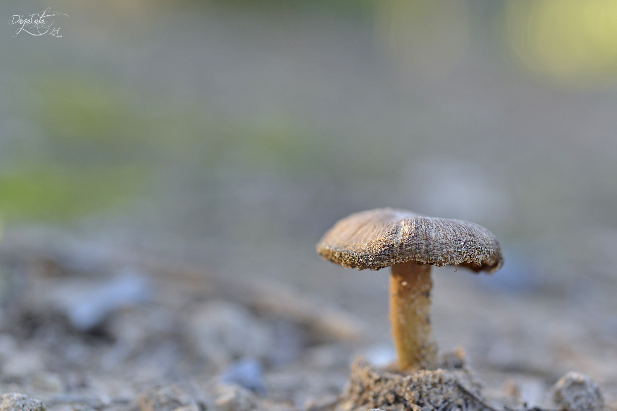 Nikon D610 + Nikon AF Micro-Nikkor 60mm F2.8D sample photo. Fungi photography