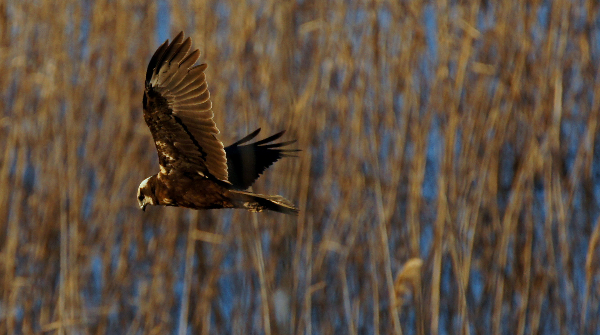 Sony SLT-A55 (SLT-A55V) + Tamron SP 150-600mm F5-6.3 Di VC USD sample photo. W m harrier photography