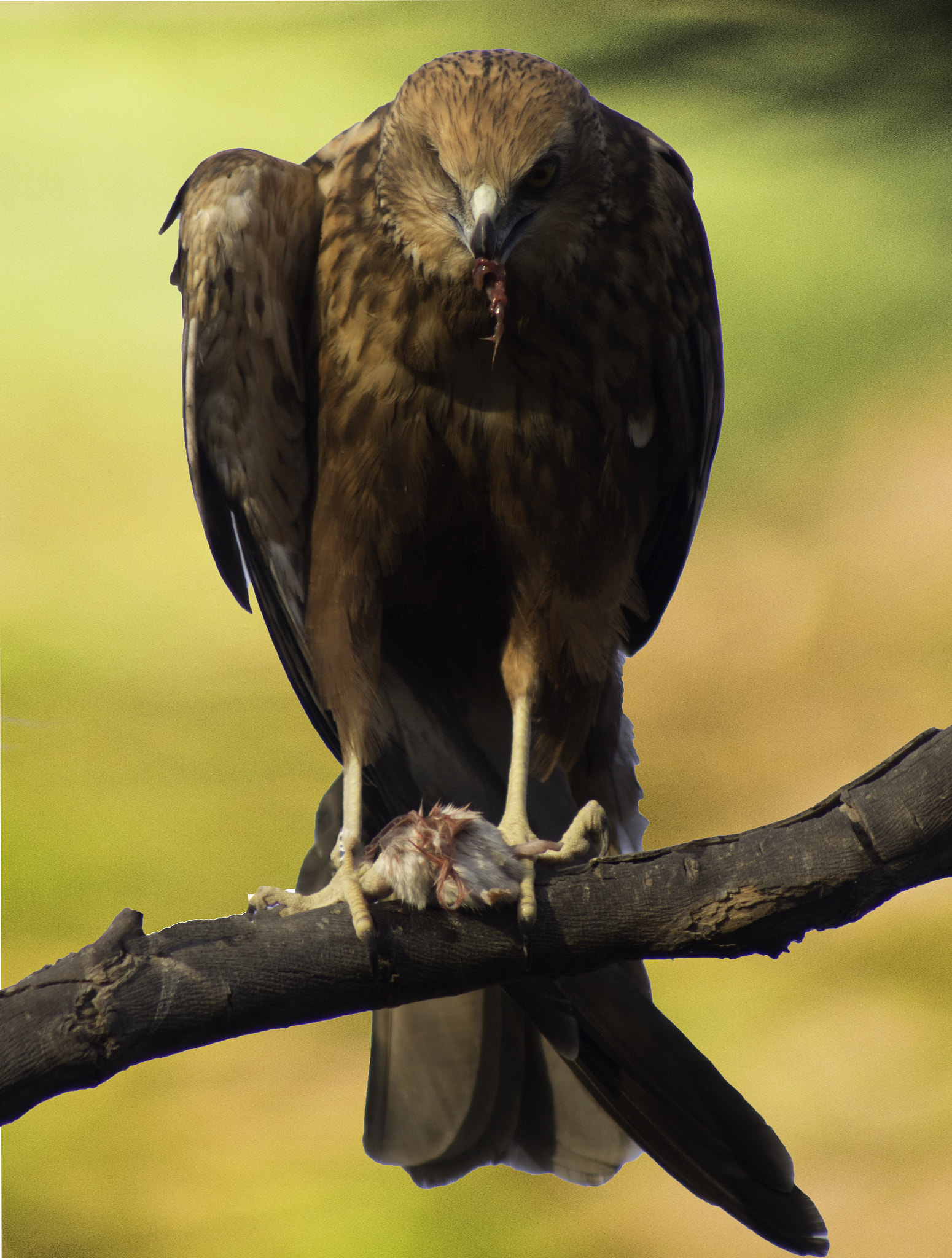 Canon EOS 650D (EOS Rebel T4i / EOS Kiss X6i) + EF75-300mm f/4-5.6 sample photo. Killer eyes photography