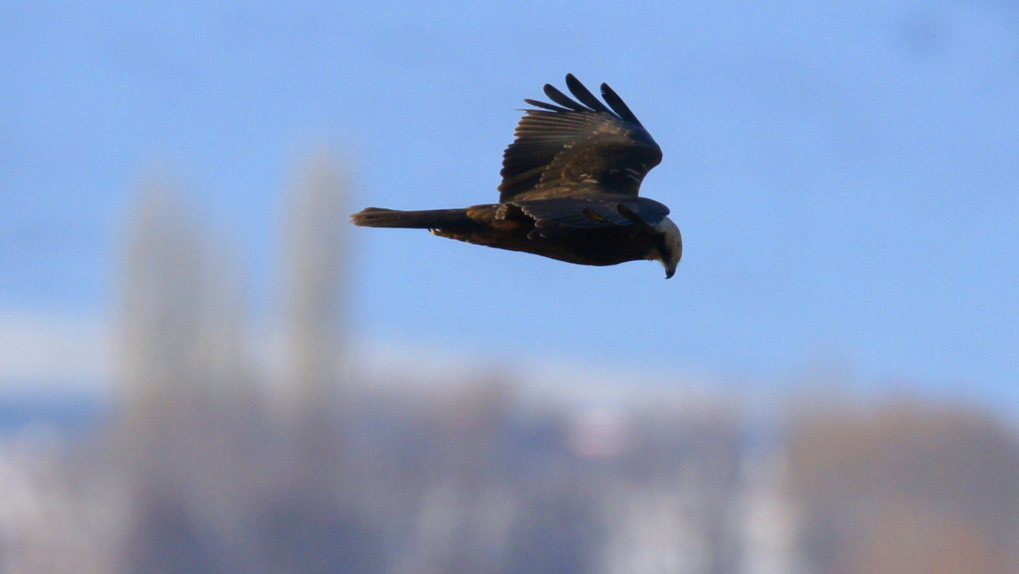 Sony SLT-A55 (SLT-A55V) sample photo. W m harrier 2 photography