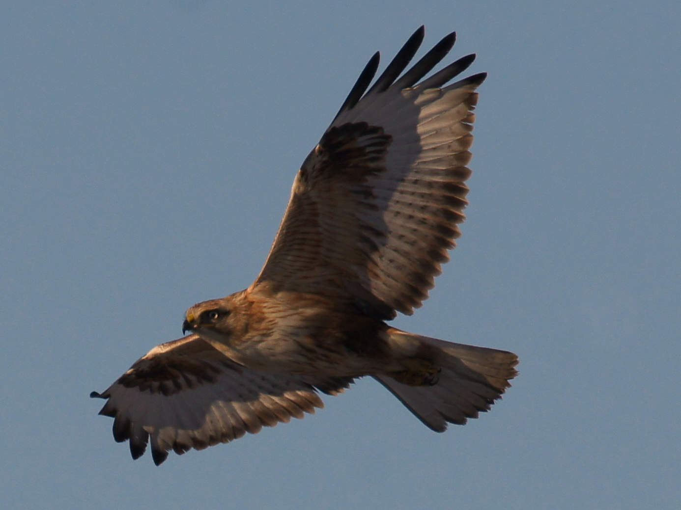 Sony SLT-A55 (SLT-A55V) sample photo. Red hawk photography