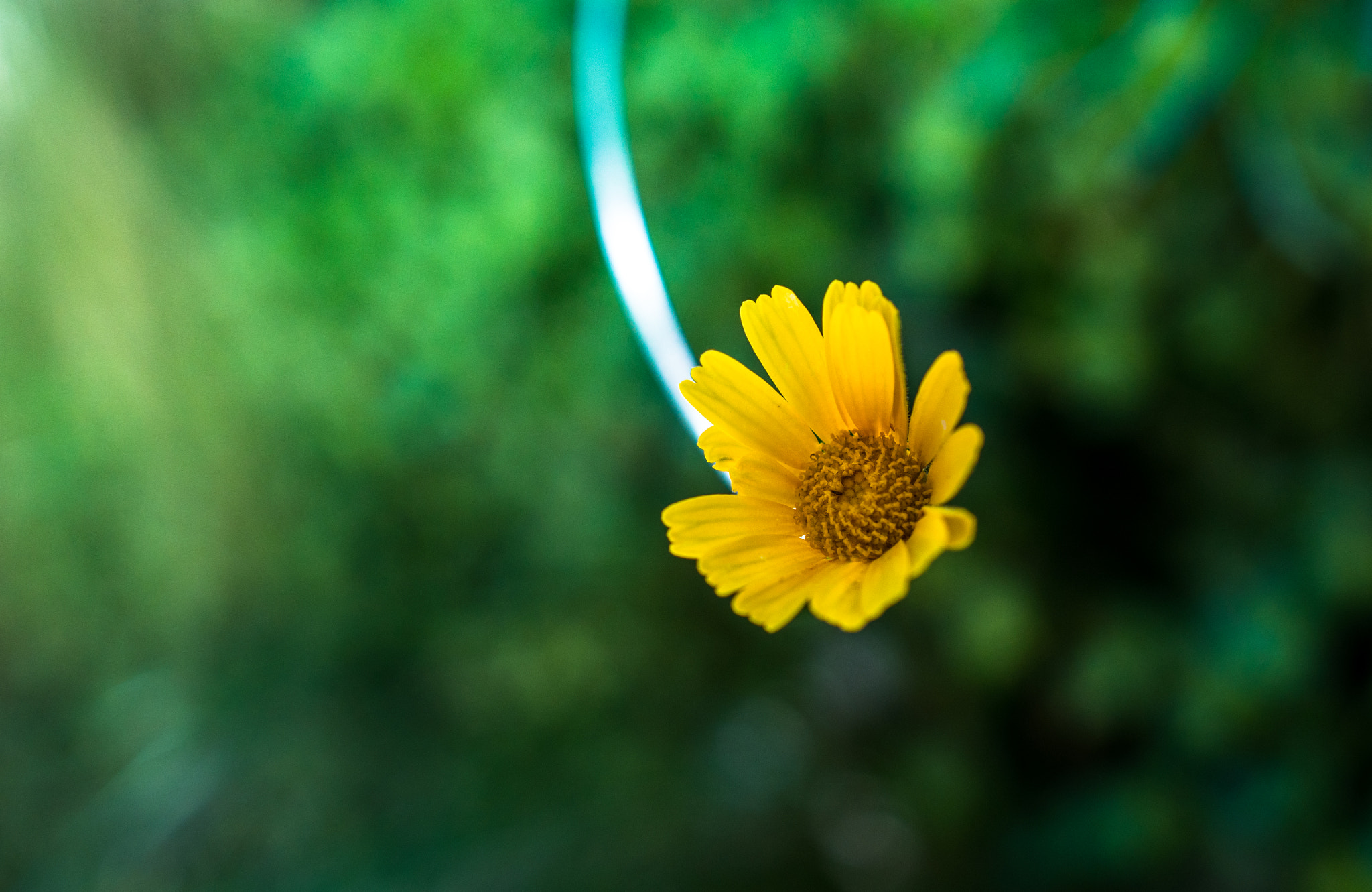 Sony a6300 + 18-35mm F1.8 DC HSM | Art 013 sample photo. Pop of yellow photography