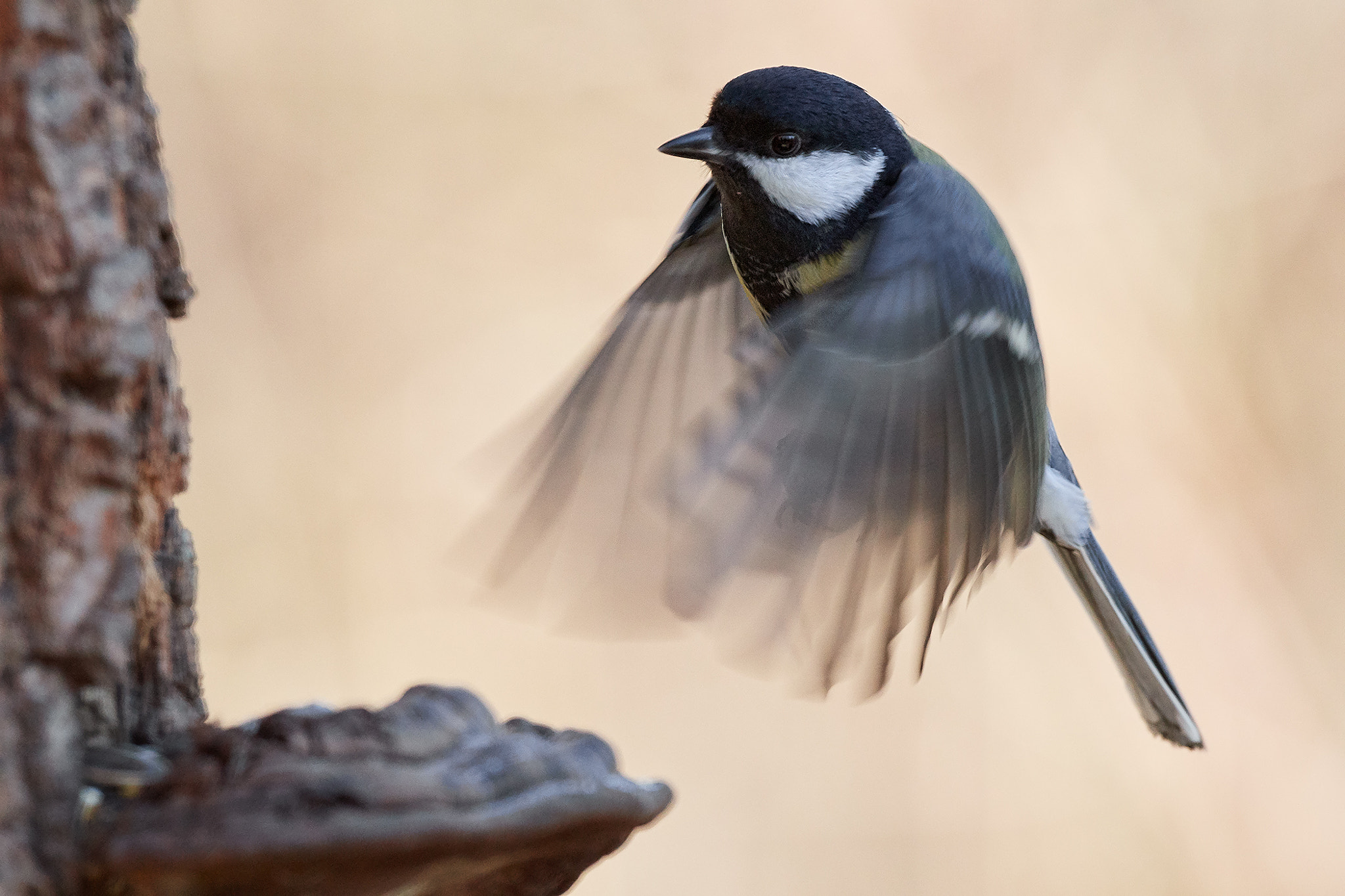 Nikon AF-S Nikkor 200-500mm F5.6E ED VR sample photo. Cinciallegra photography