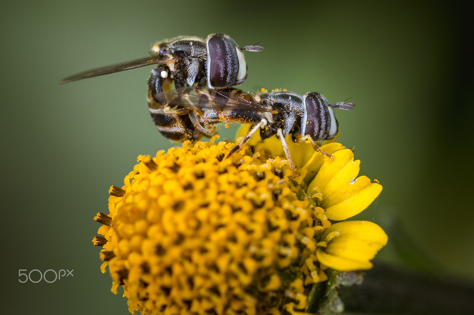 Canon EOS 70D + Tamron SP AF 90mm F2.8 Di Macro sample photo. Flower bed photography