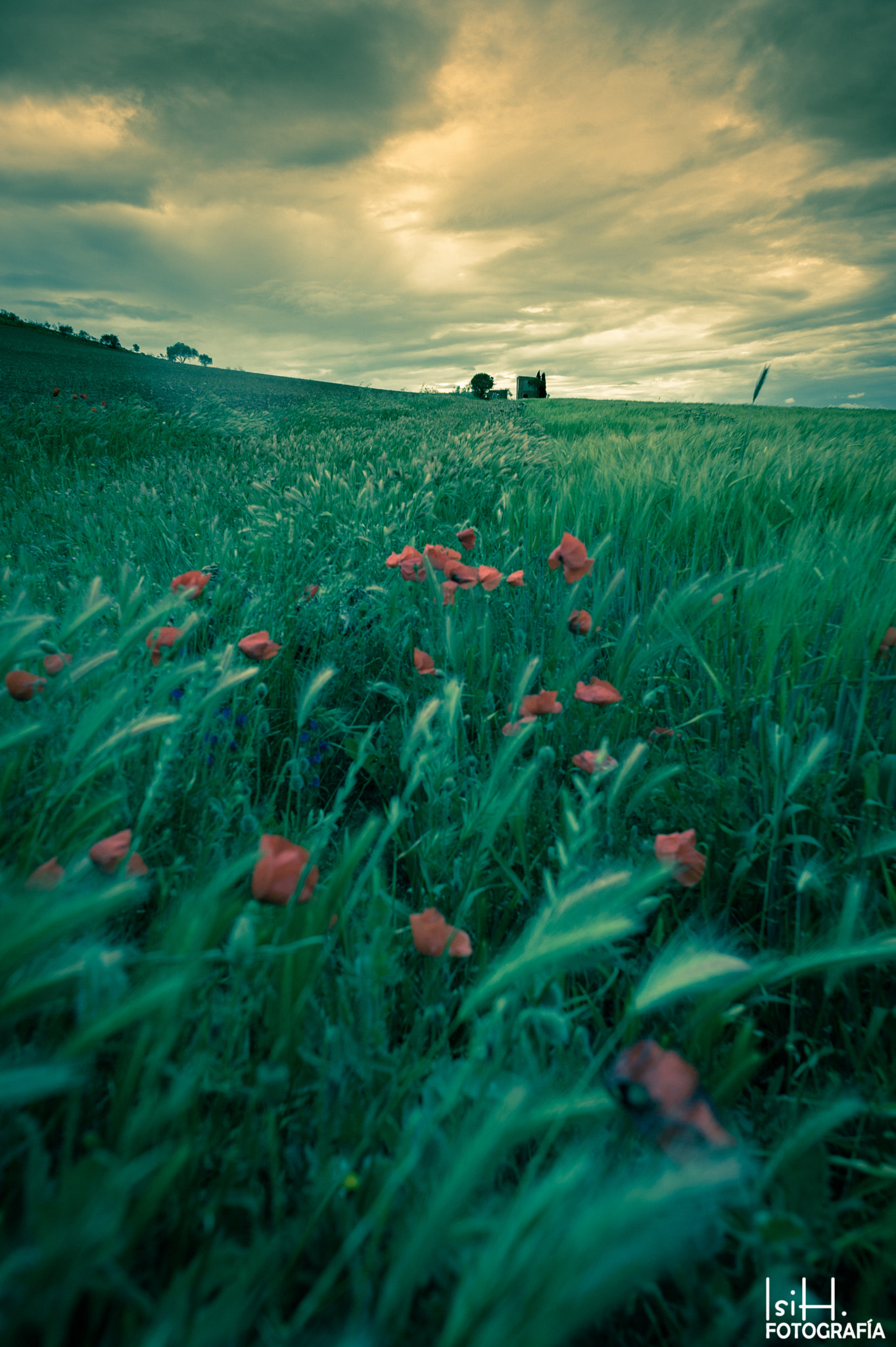 Nikon D700 + Nikon AF Nikkor 20mm F2.8D sample photo. Poppies photography