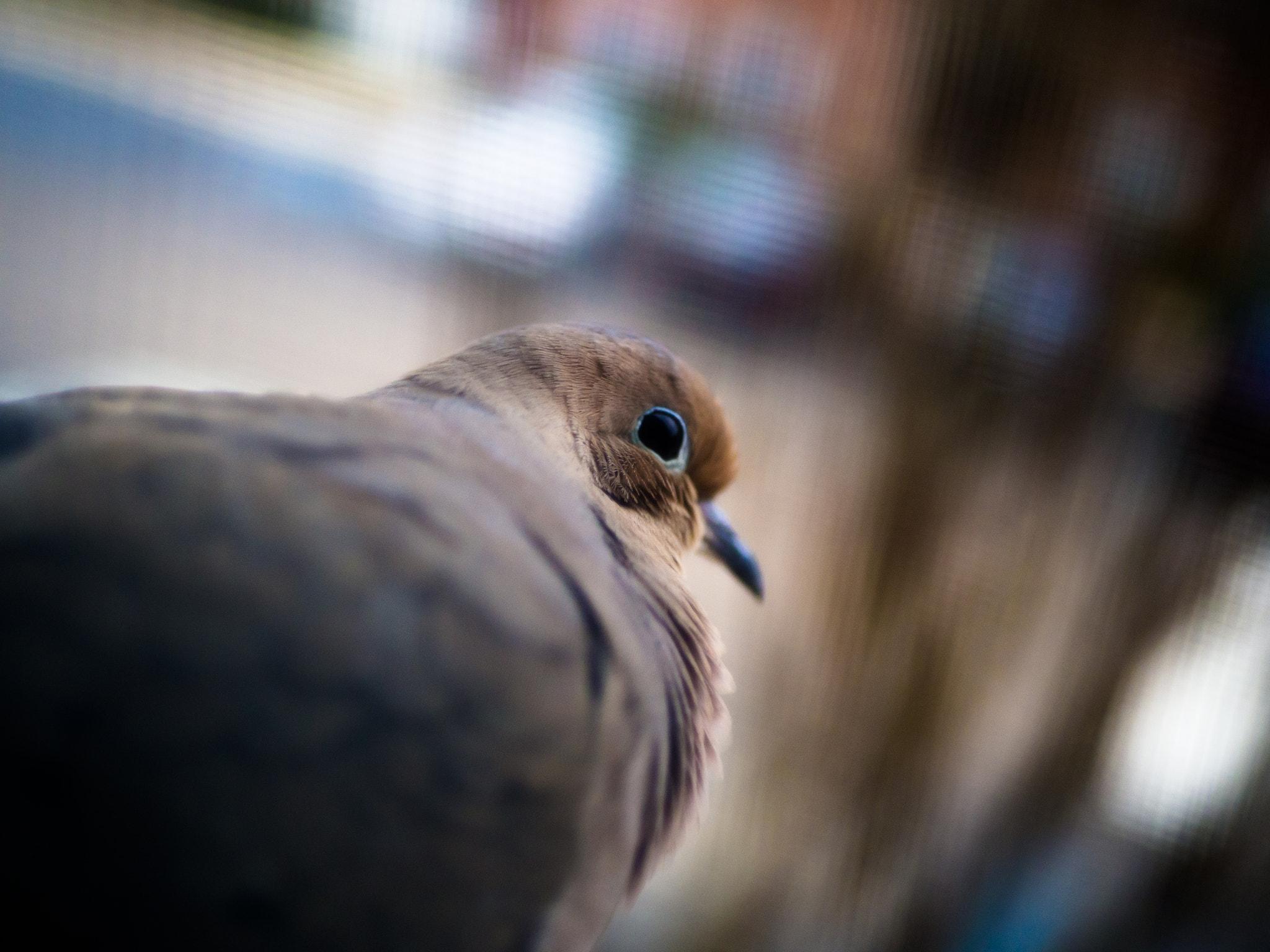 Olympus OM-D E-M10 II + LUMIX G 25/F1.7 sample photo. Bird photography