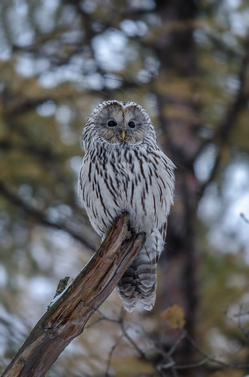 Sigma 150-500mm F5-6.3 DG OS HSM sample photo. Ural owl photography
