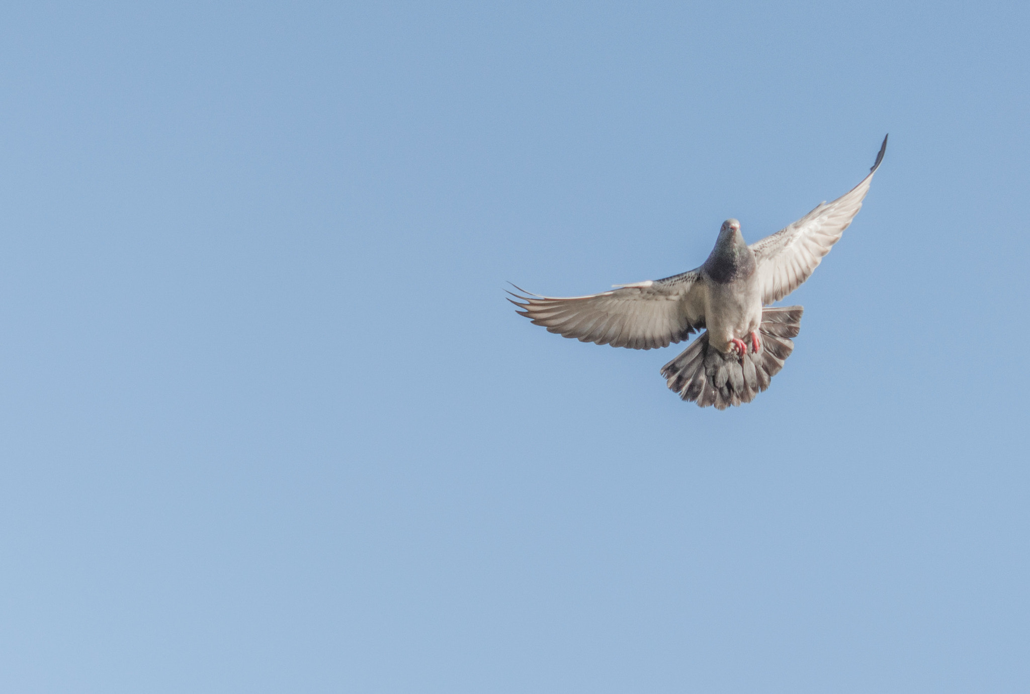 Nikon AF-S Micro-Nikkor 60mm F2.8G ED sample photo. Pigeon photography