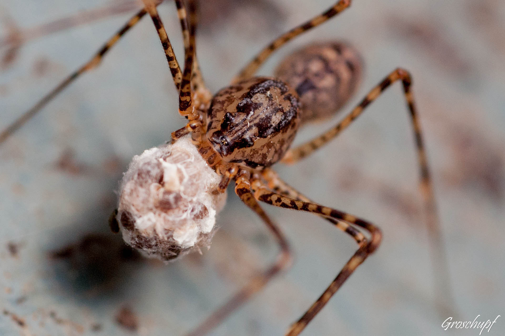 AF Micro-Nikkor 60mm f/2.8 sample photo. Spider photography