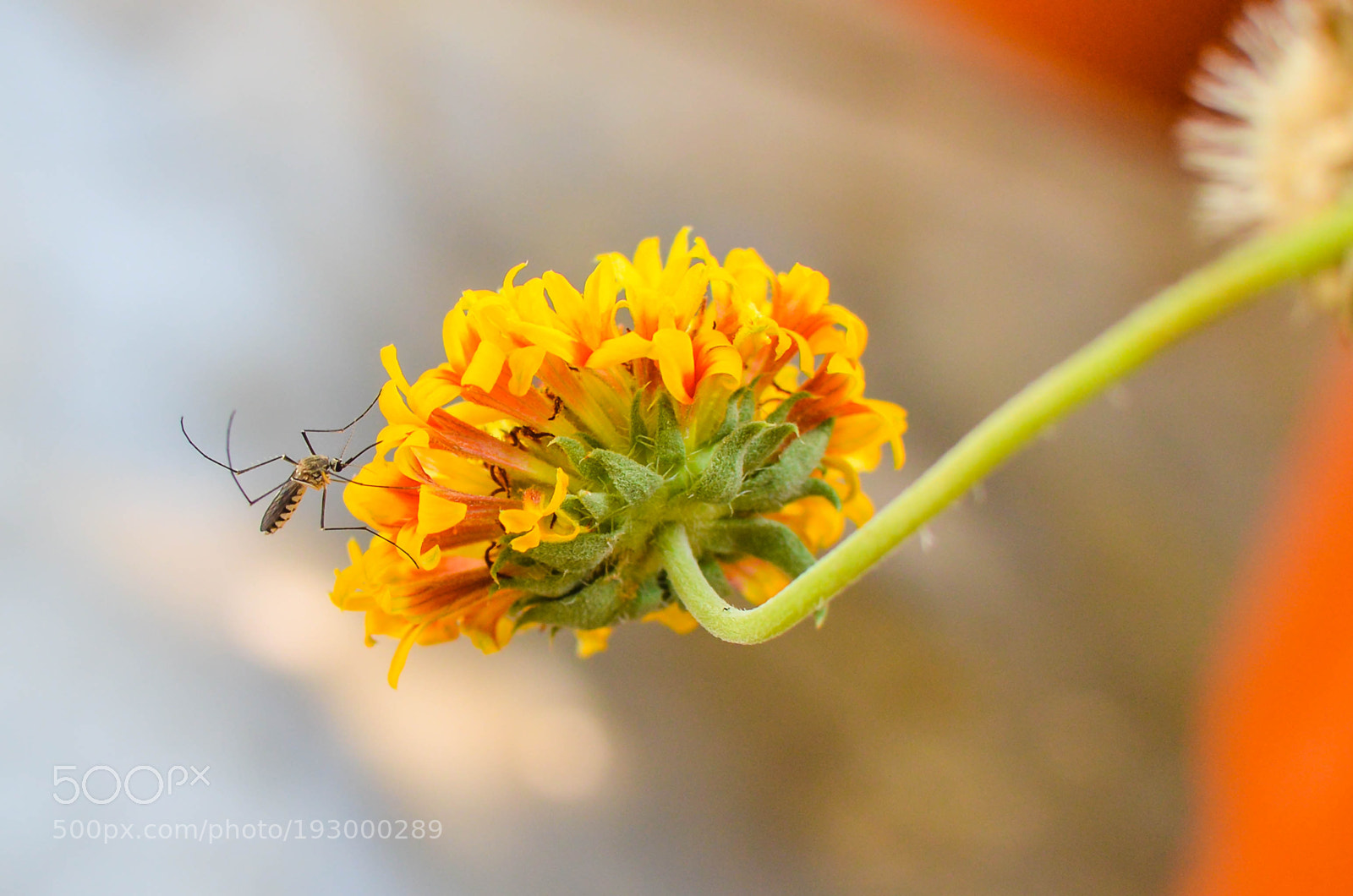Nikon D3200 sample photo. Odd combo photography