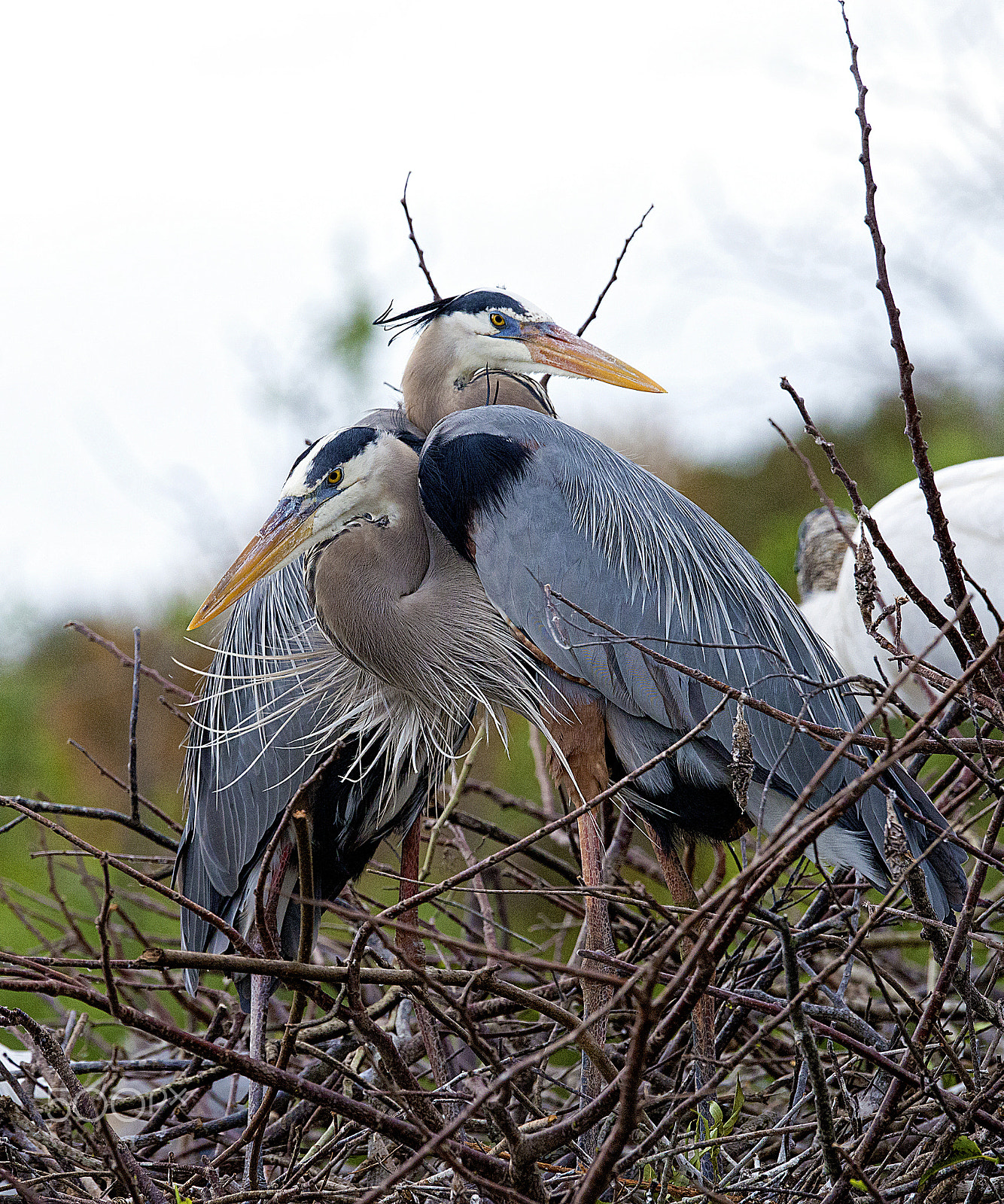 Nikon D800E sample photo. Great blue heron couple photography