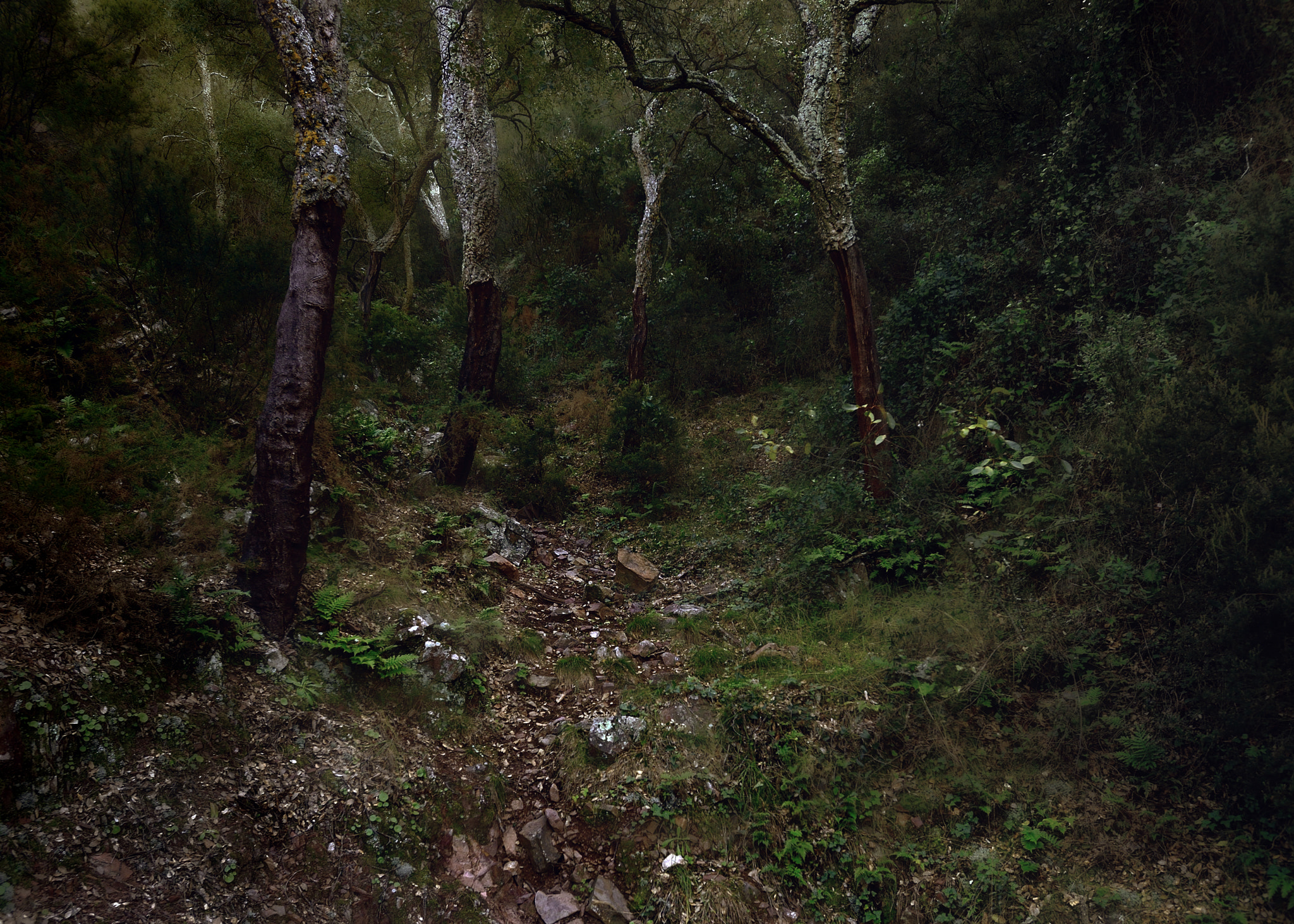 Nikon AF-S Nikkor 17-35mm F2.8D ED-IF sample photo. El bosque photography