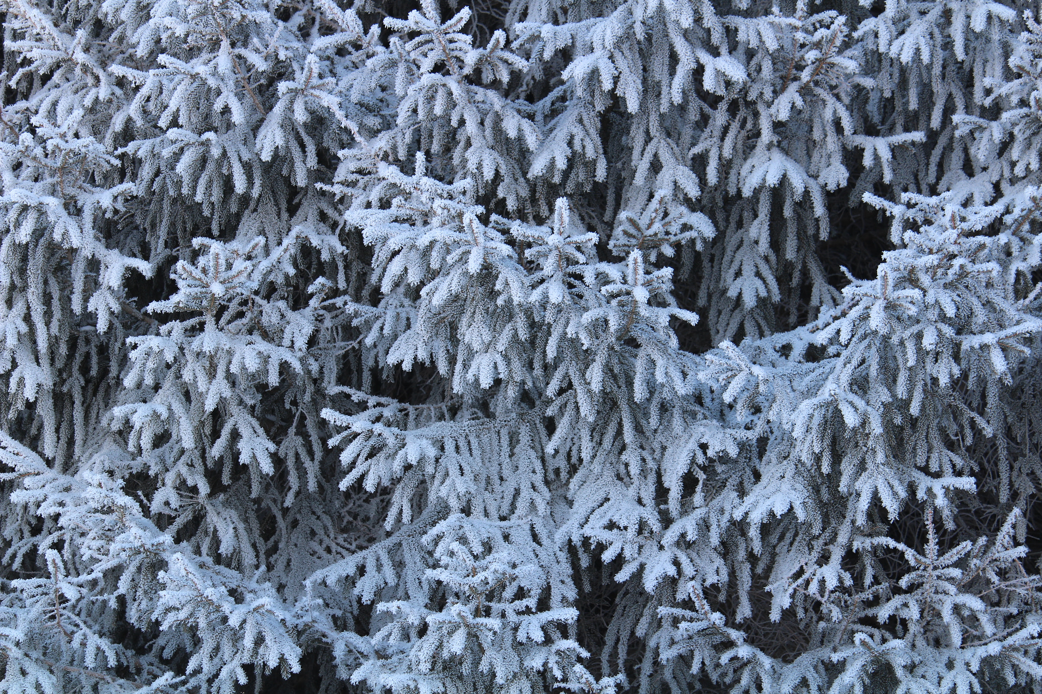 Canon EF-S 55-250mm F4-5.6 IS STM sample photo. Snowy pine photography